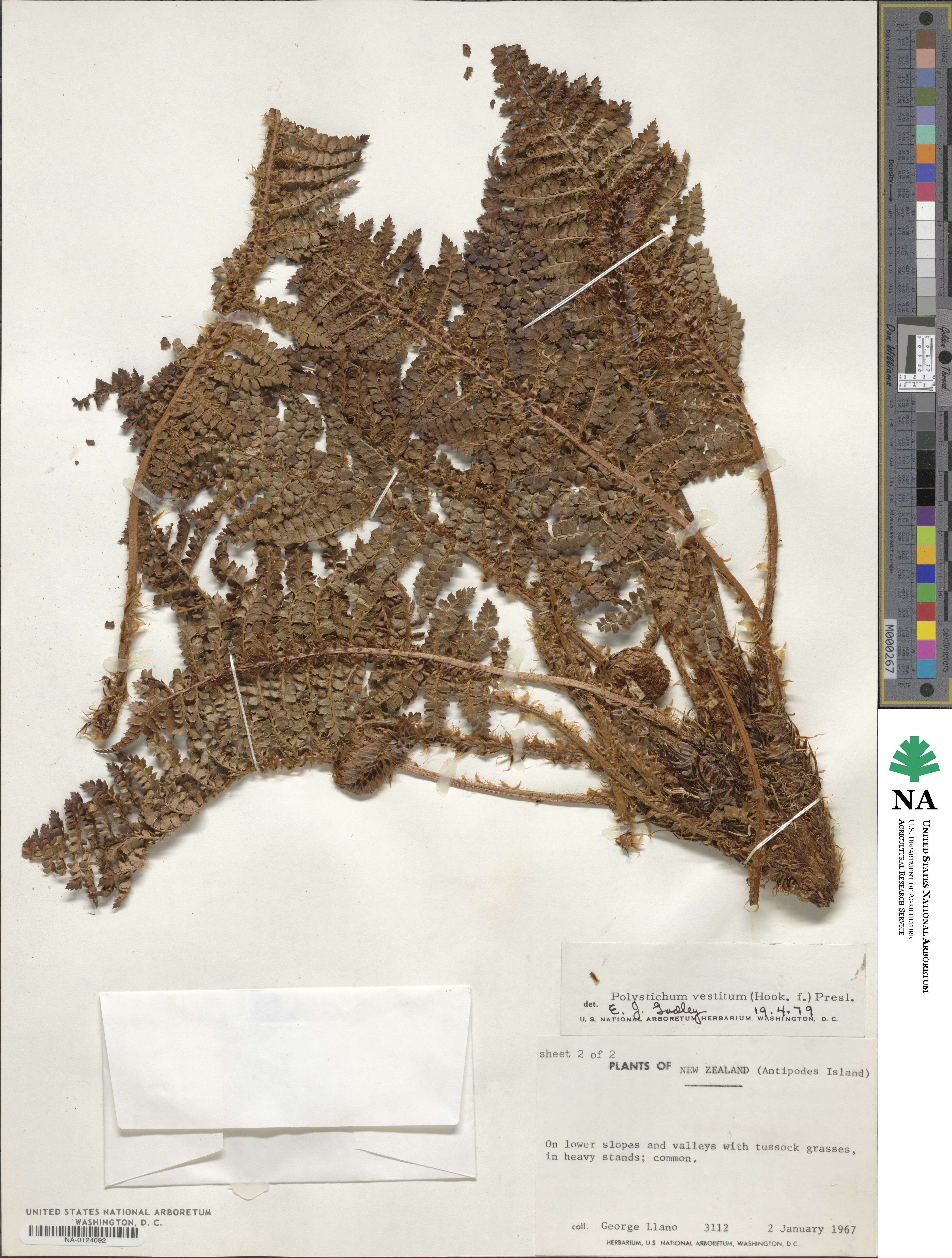 Polystichum vestitum image