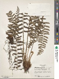 Polystichum acrostichoides image