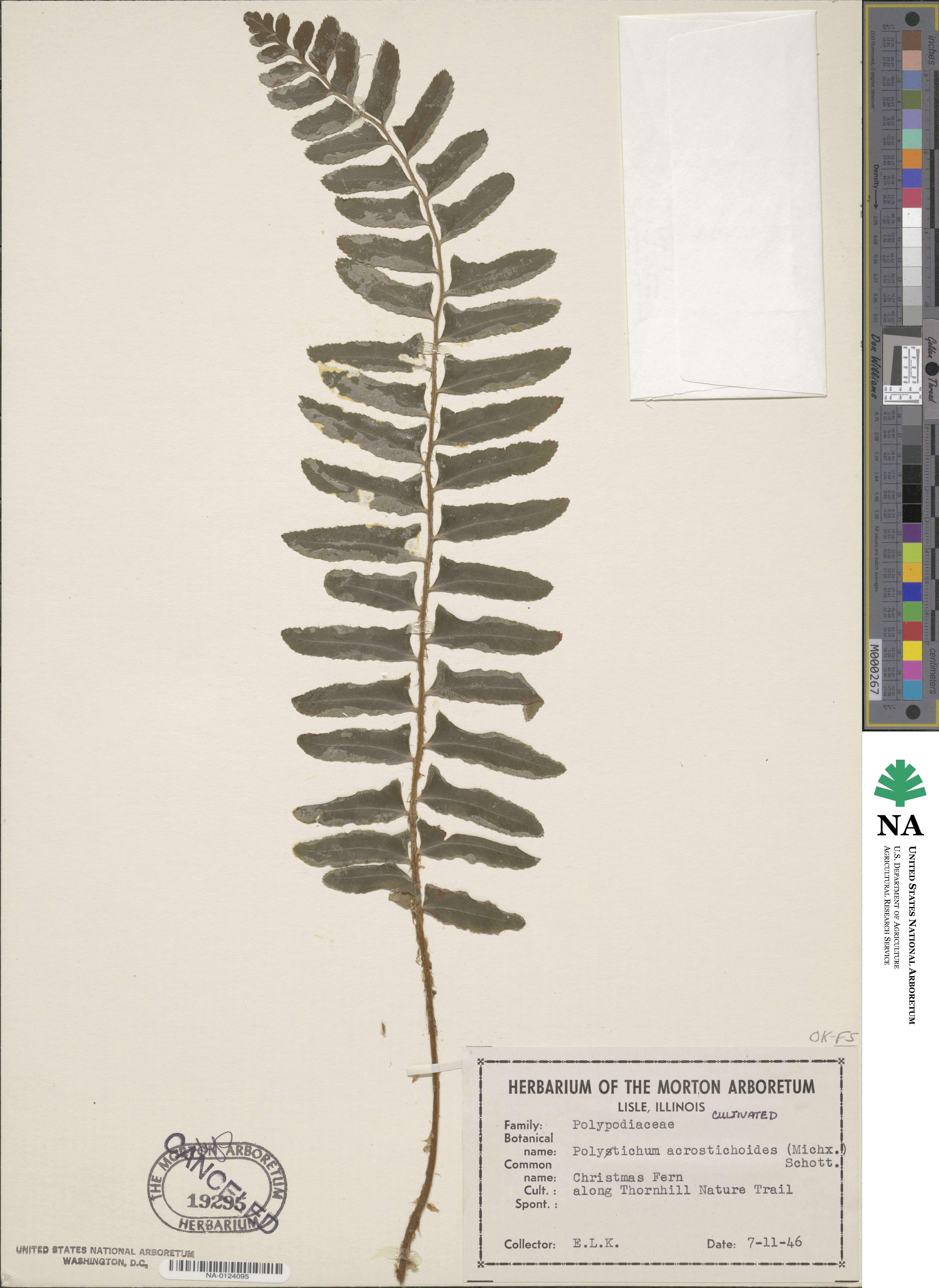 Polystichum acrostichoides image