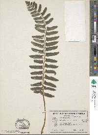 Polystichum acrostichoides image