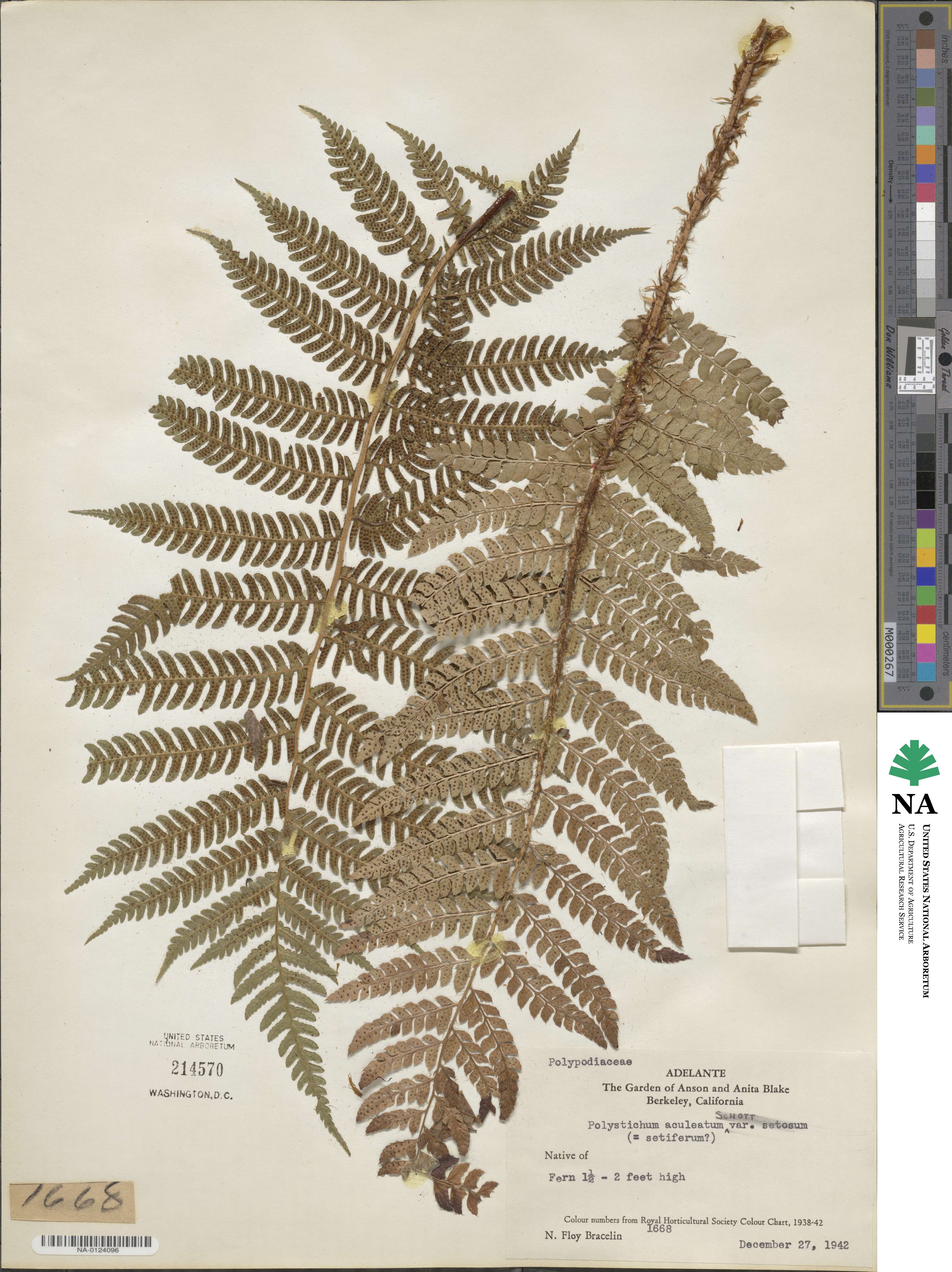 Polystichum longipaleatum image