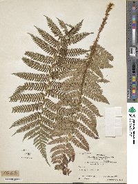 Image of Polystichum longipaleatum