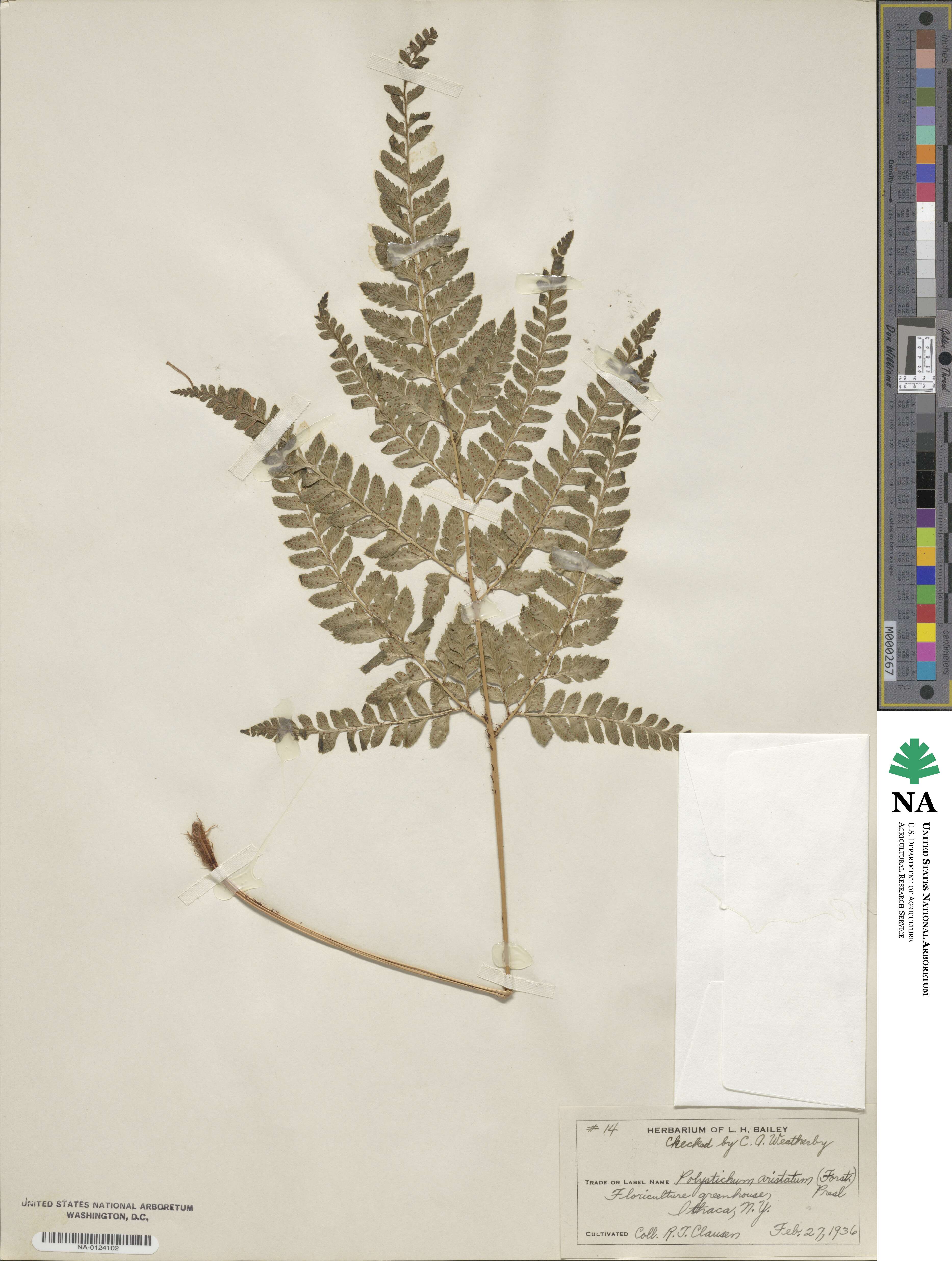 Polystichum aristatum image