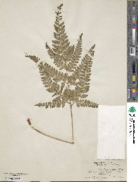 Polystichum aristatum image