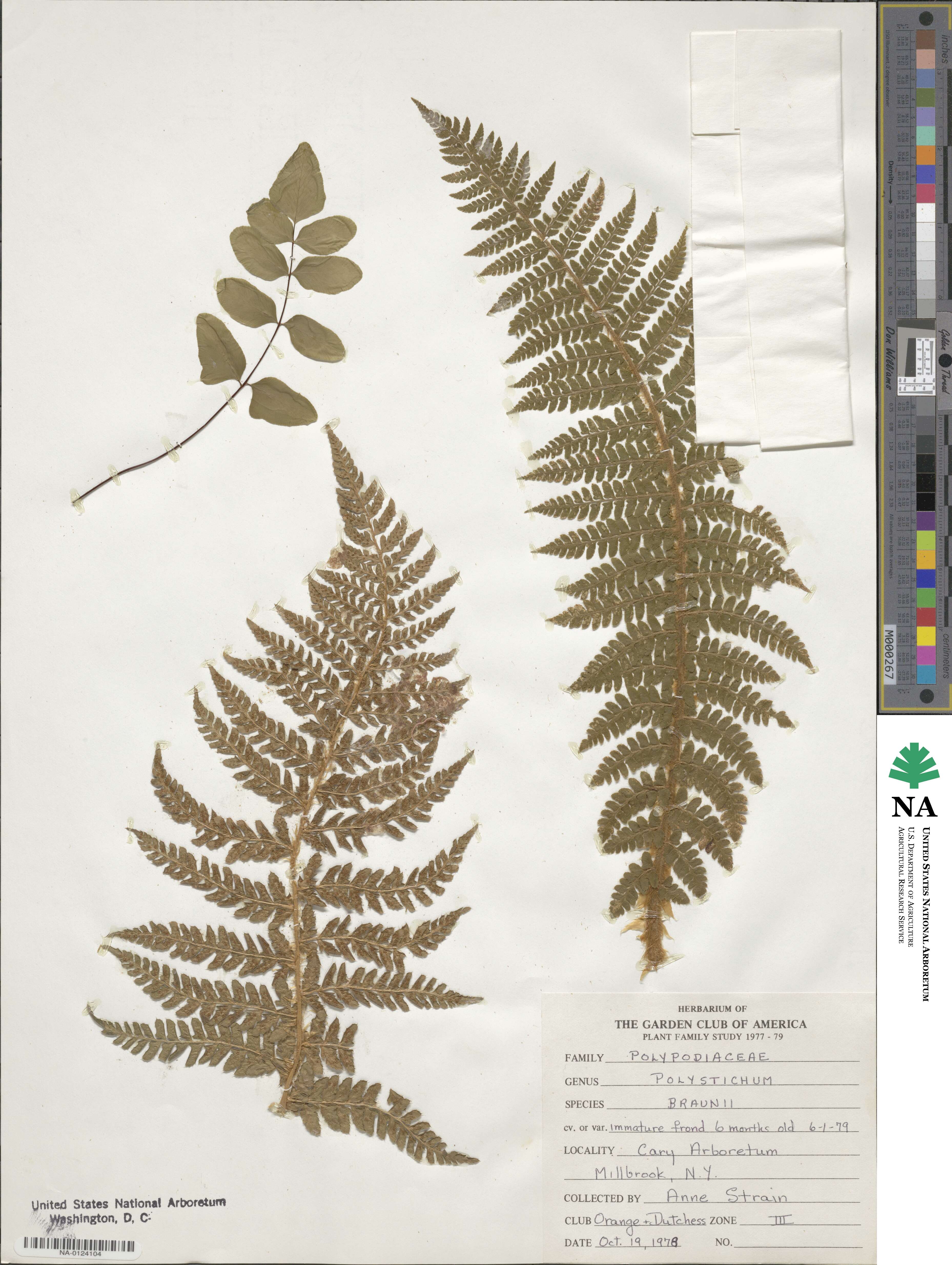 Polystichum braunii image