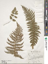 Polystichum braunii image