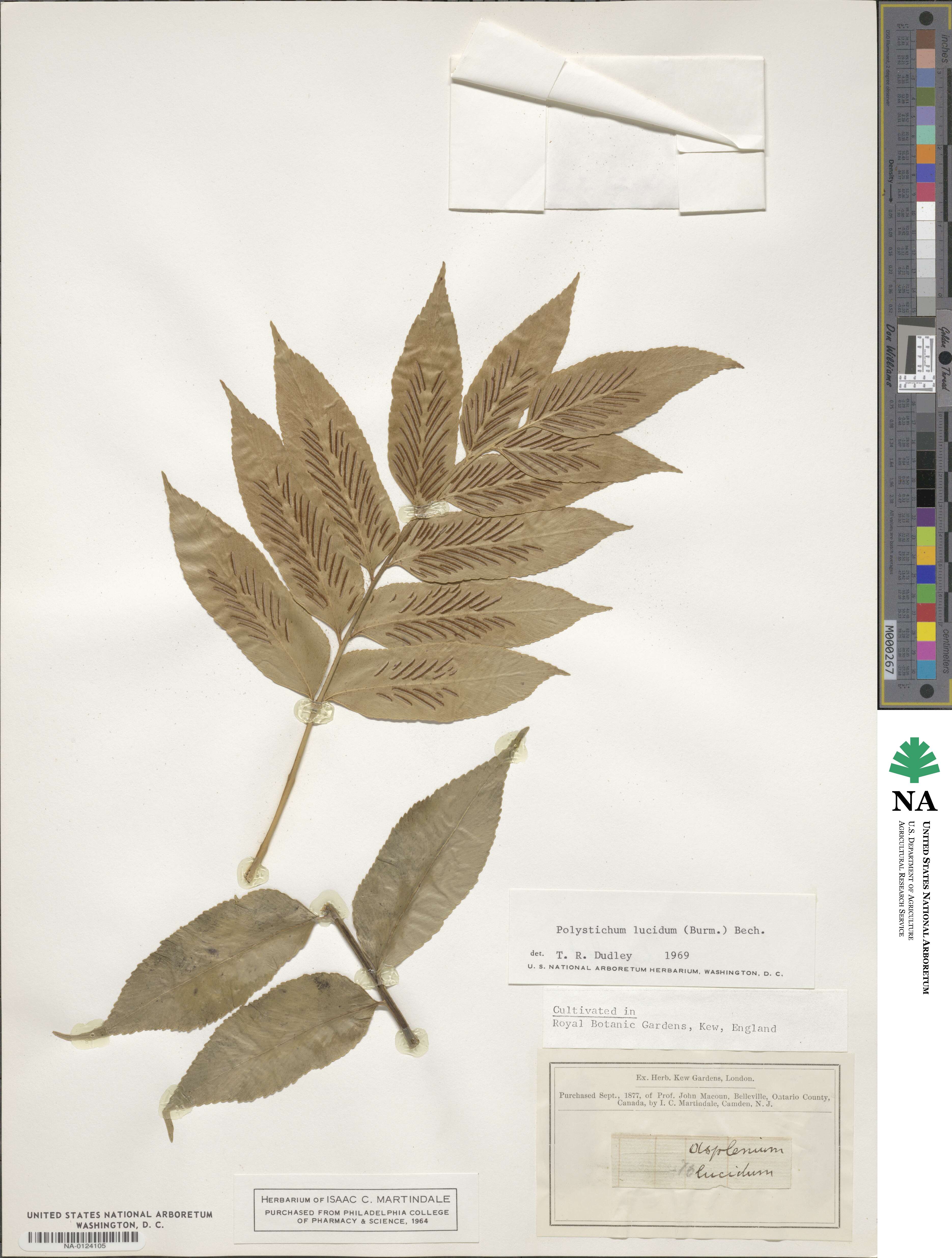 Asplenium adiantum-nigrum subsp. adiantum-nigrum image