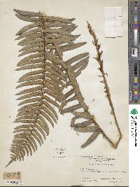 Polystichum munitum image