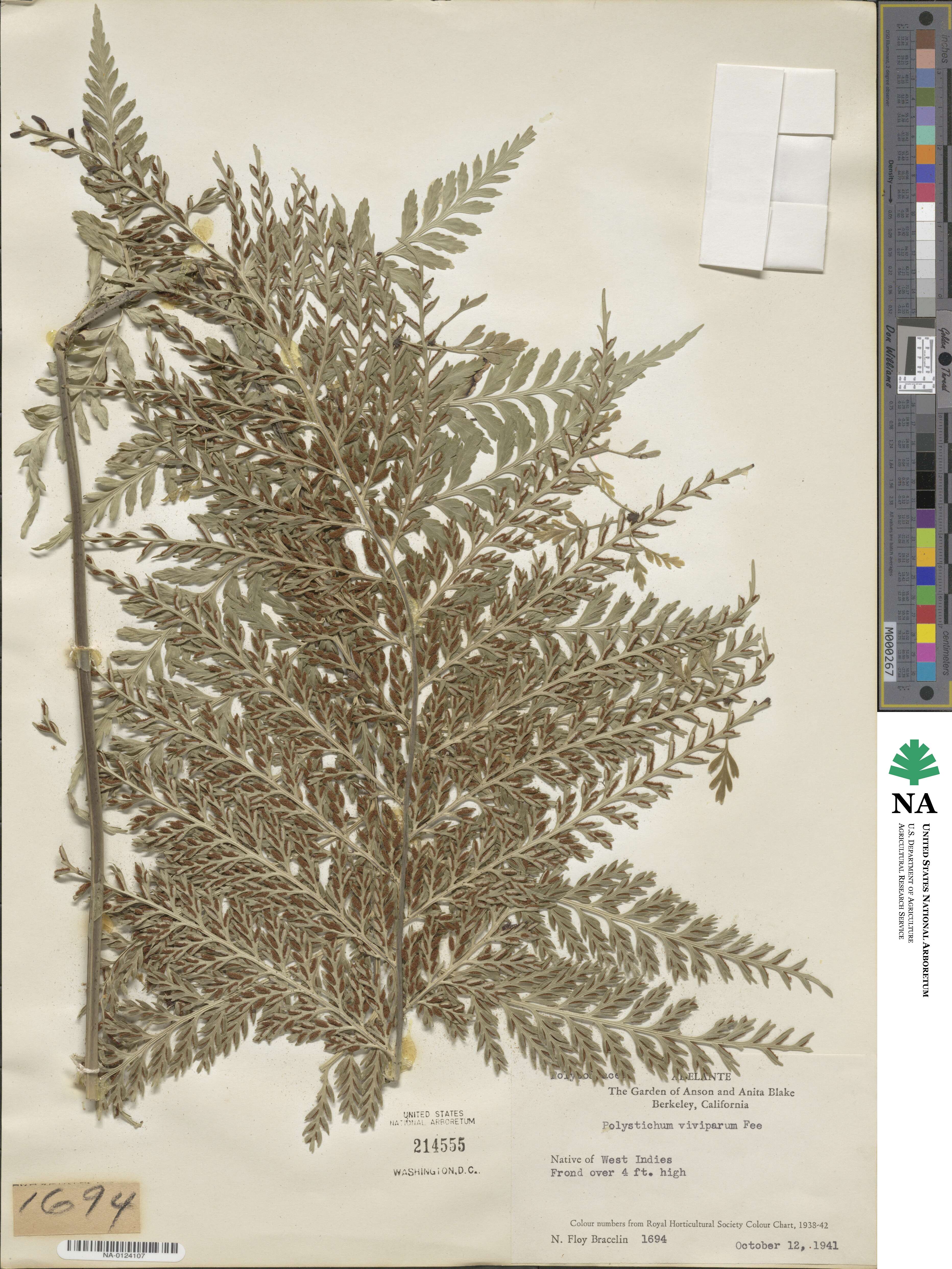 Polystichum viviparum image