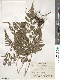 Polystichopsis pseudoaristata image