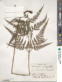 Polystichopsis pseudoaristata image