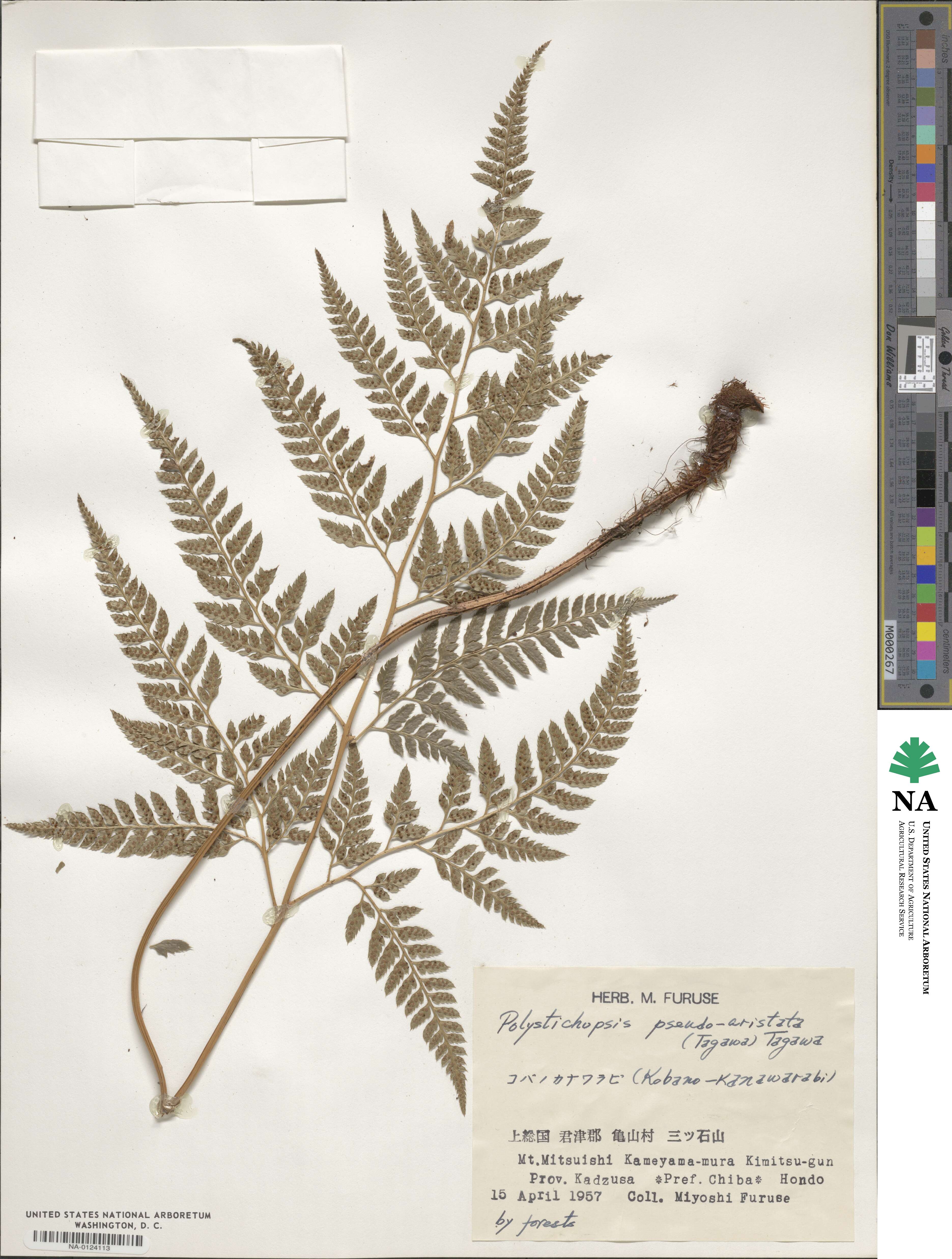 Polystichopsis pseudoaristata image
