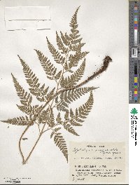 Polystichopsis pseudoaristata image