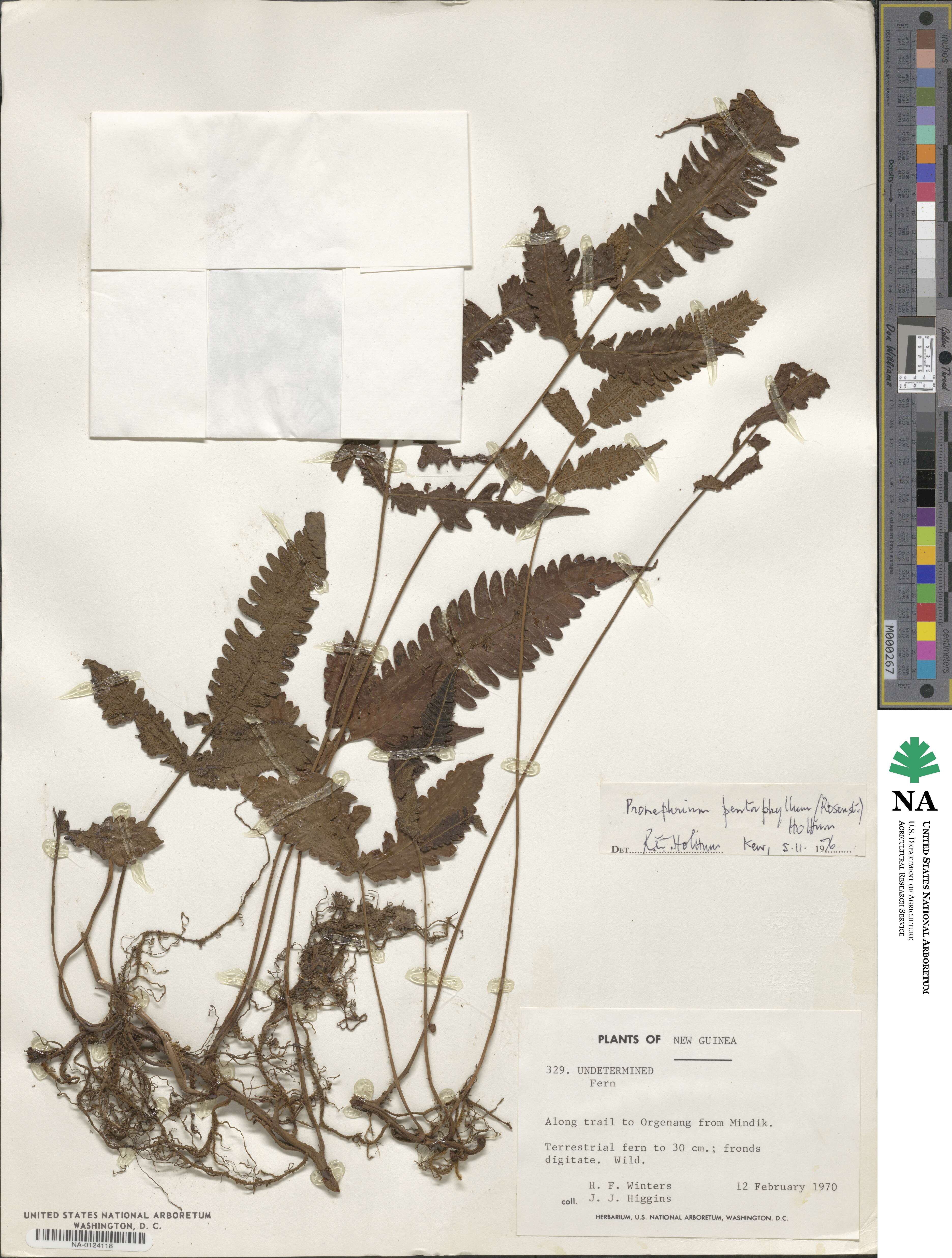 Sphaerostephanos pentaphyllus image