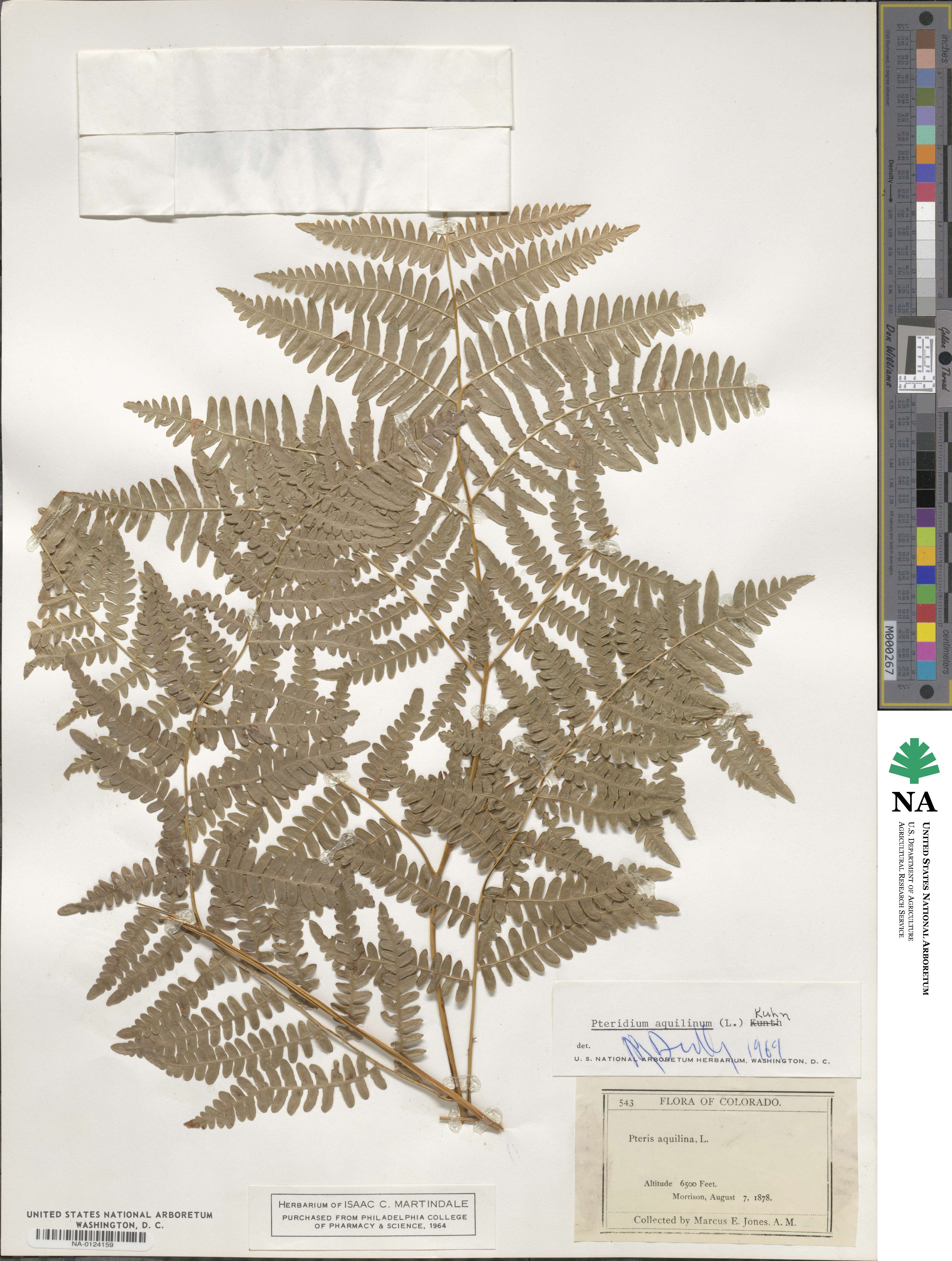 Pteridium image