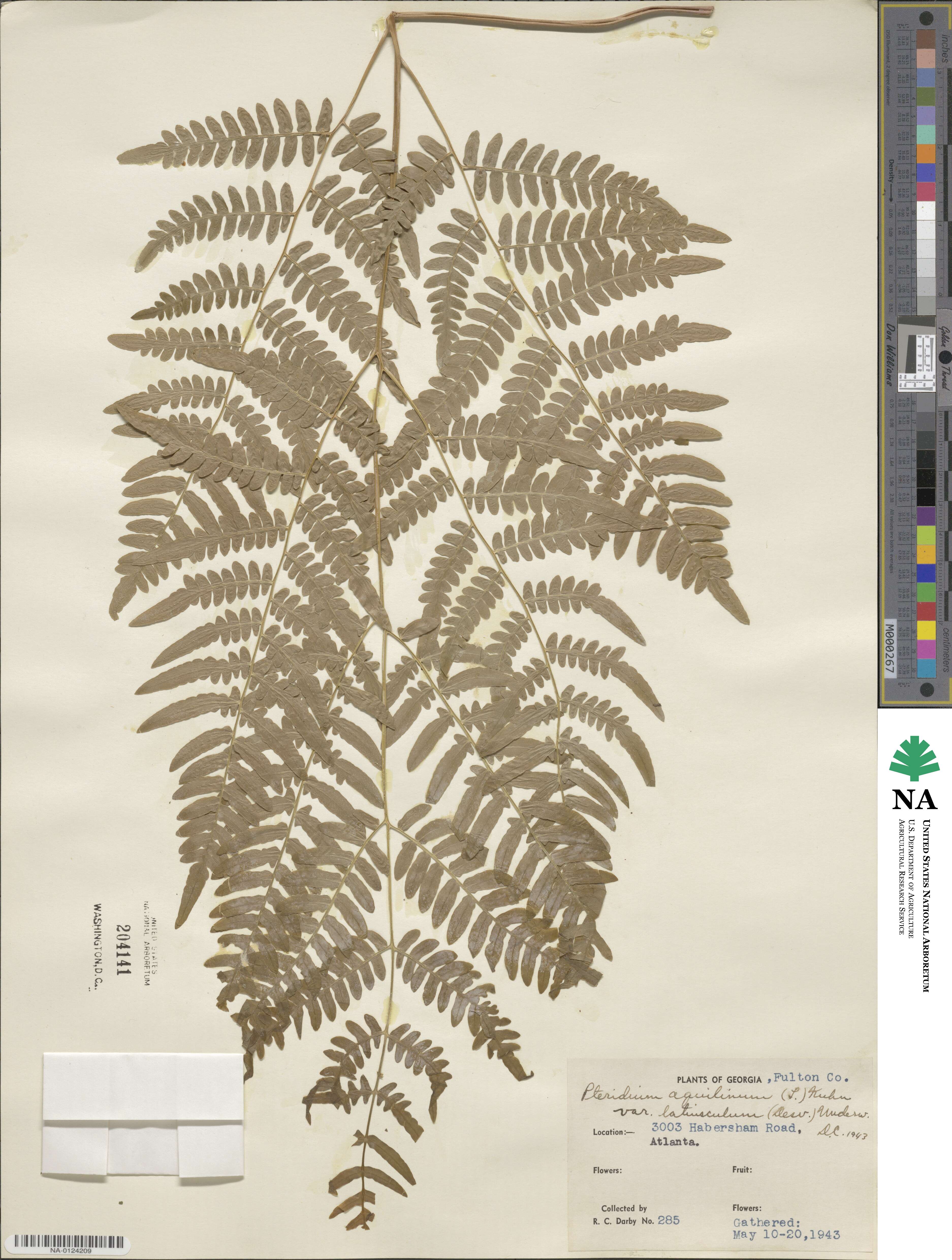 Pteridium latiusculum image