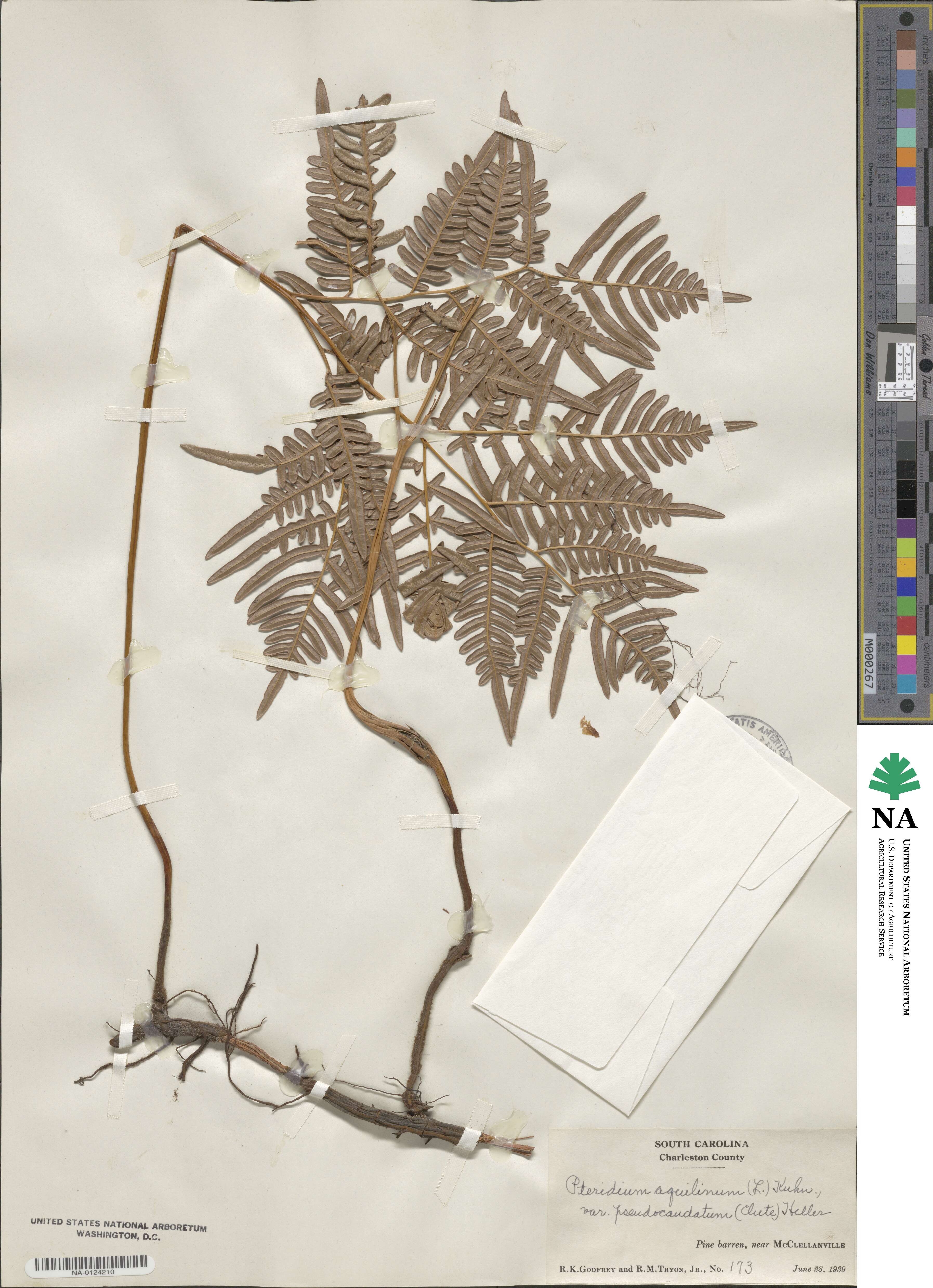 Pteridium aquilinum subsp. pseudocaudatum image