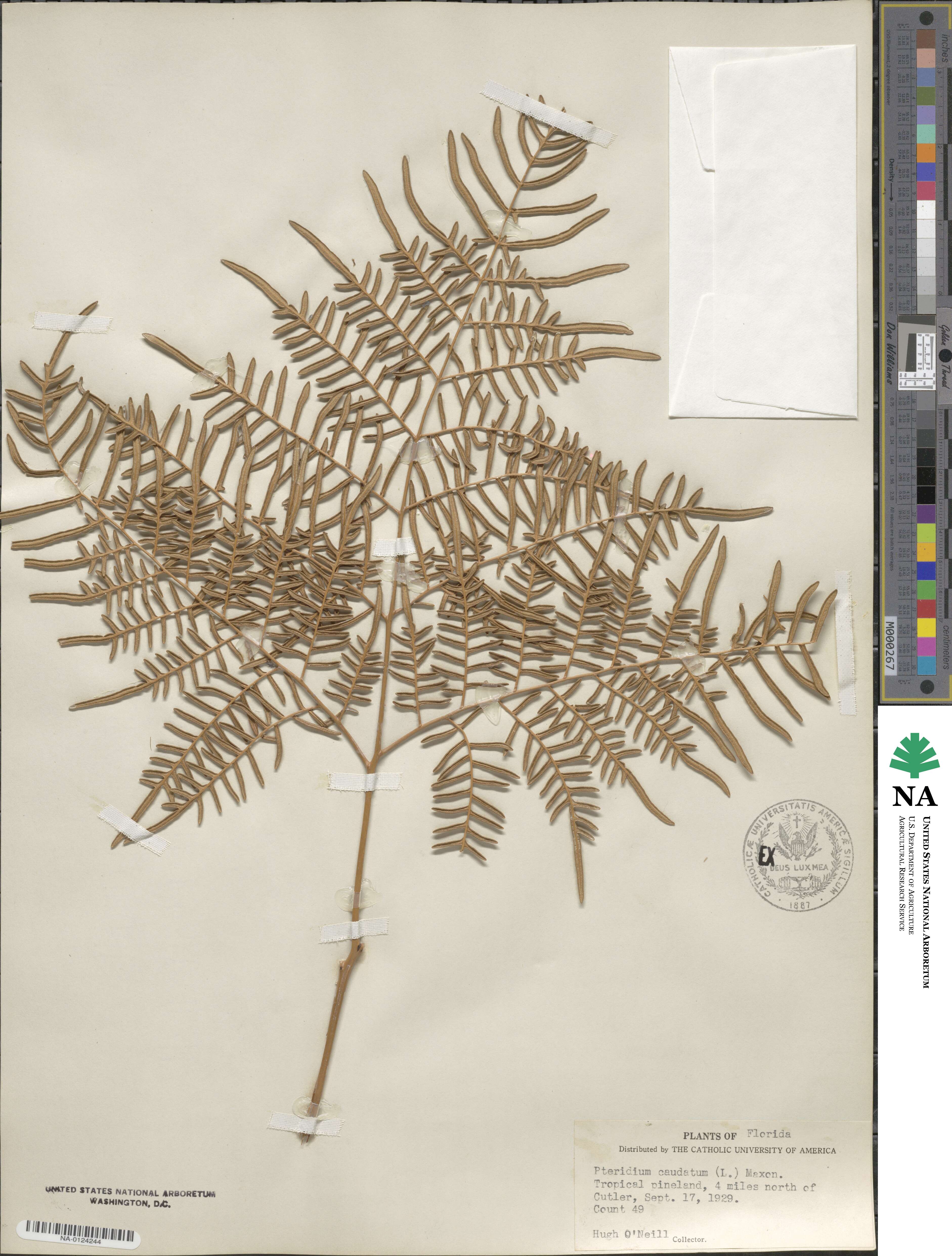 Pteridium caudatum image