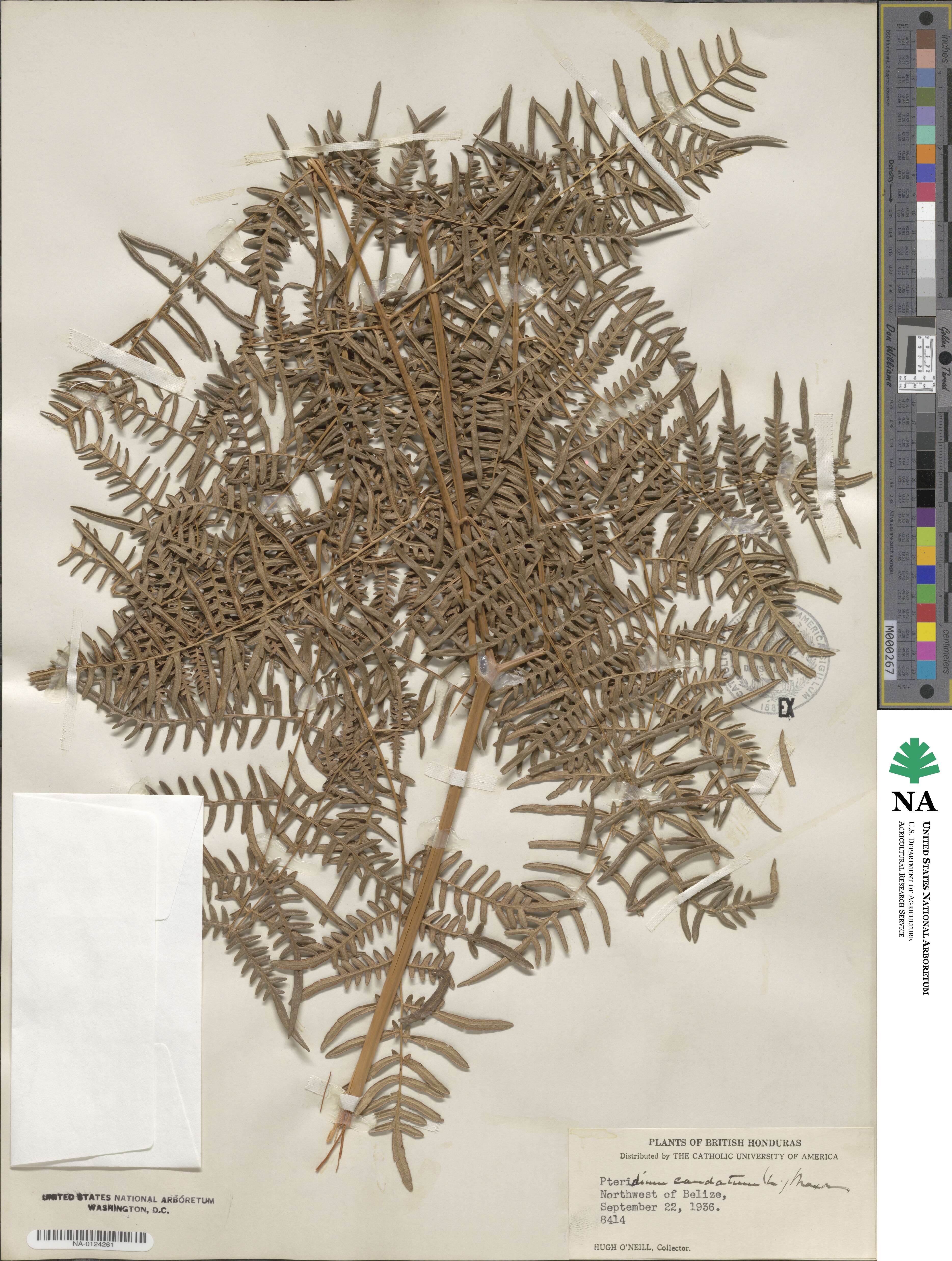 Pteridium caudatum image