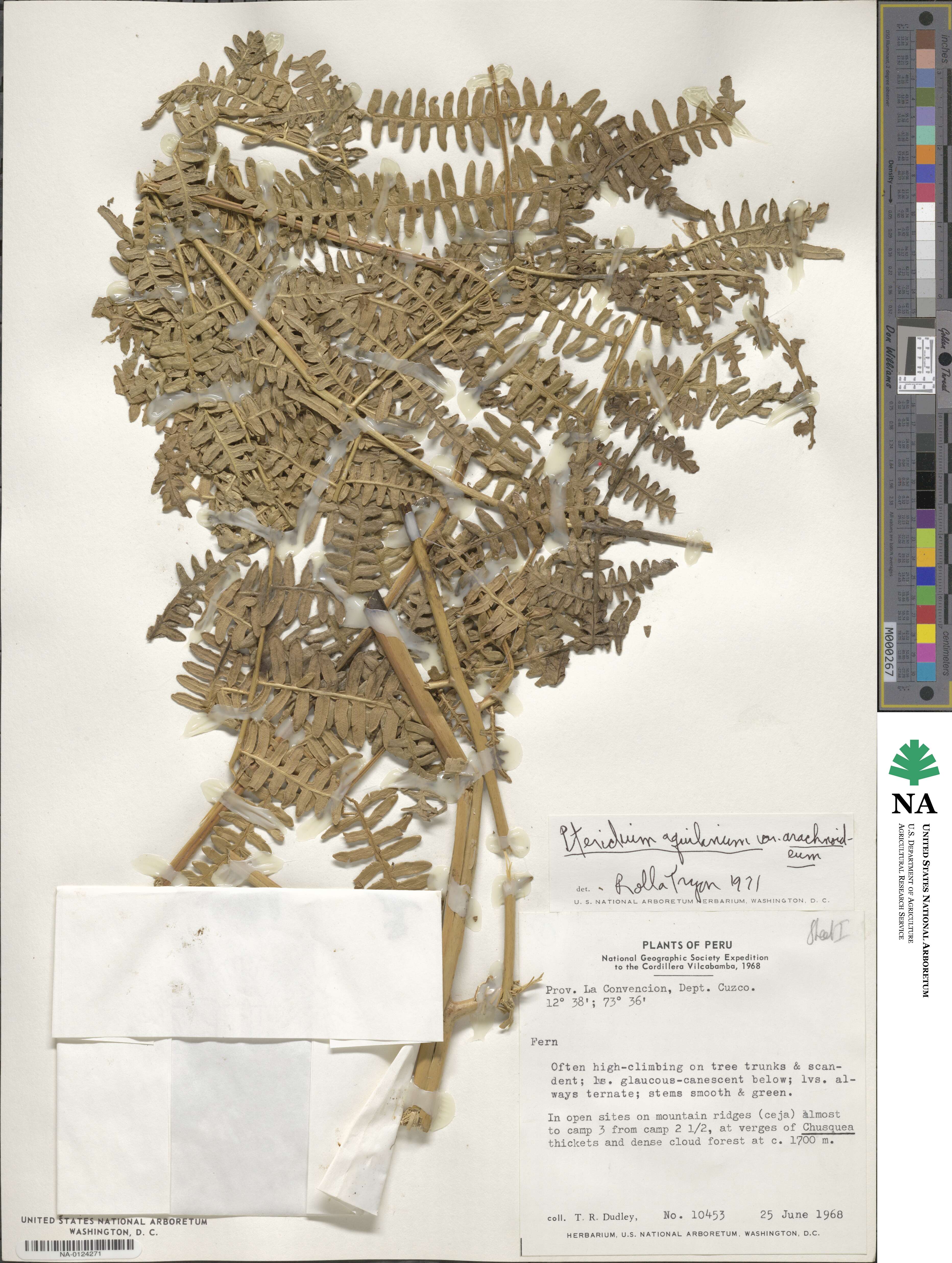Pteridium esculentum image