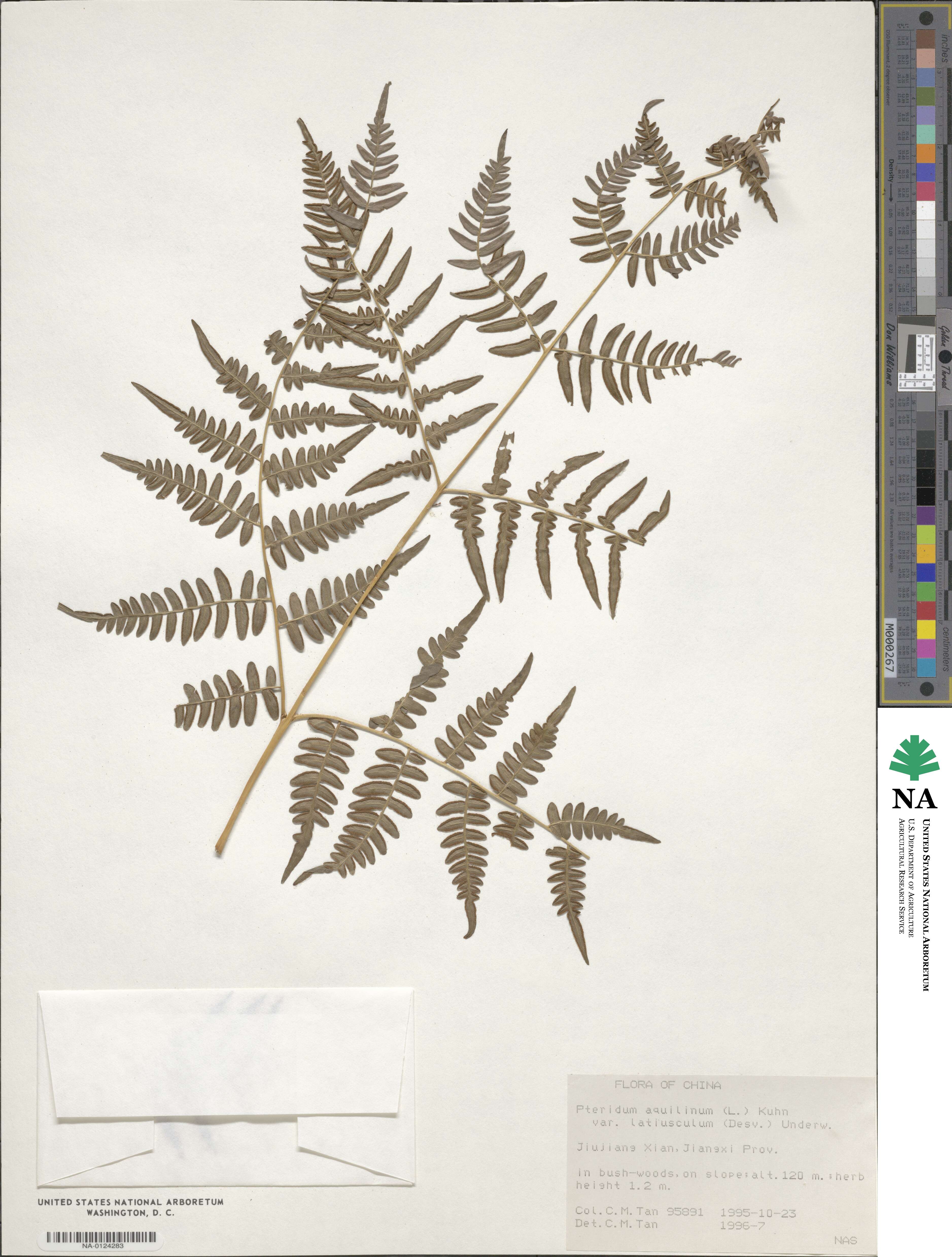Pteridium aquilinum subsp. latiusculum image