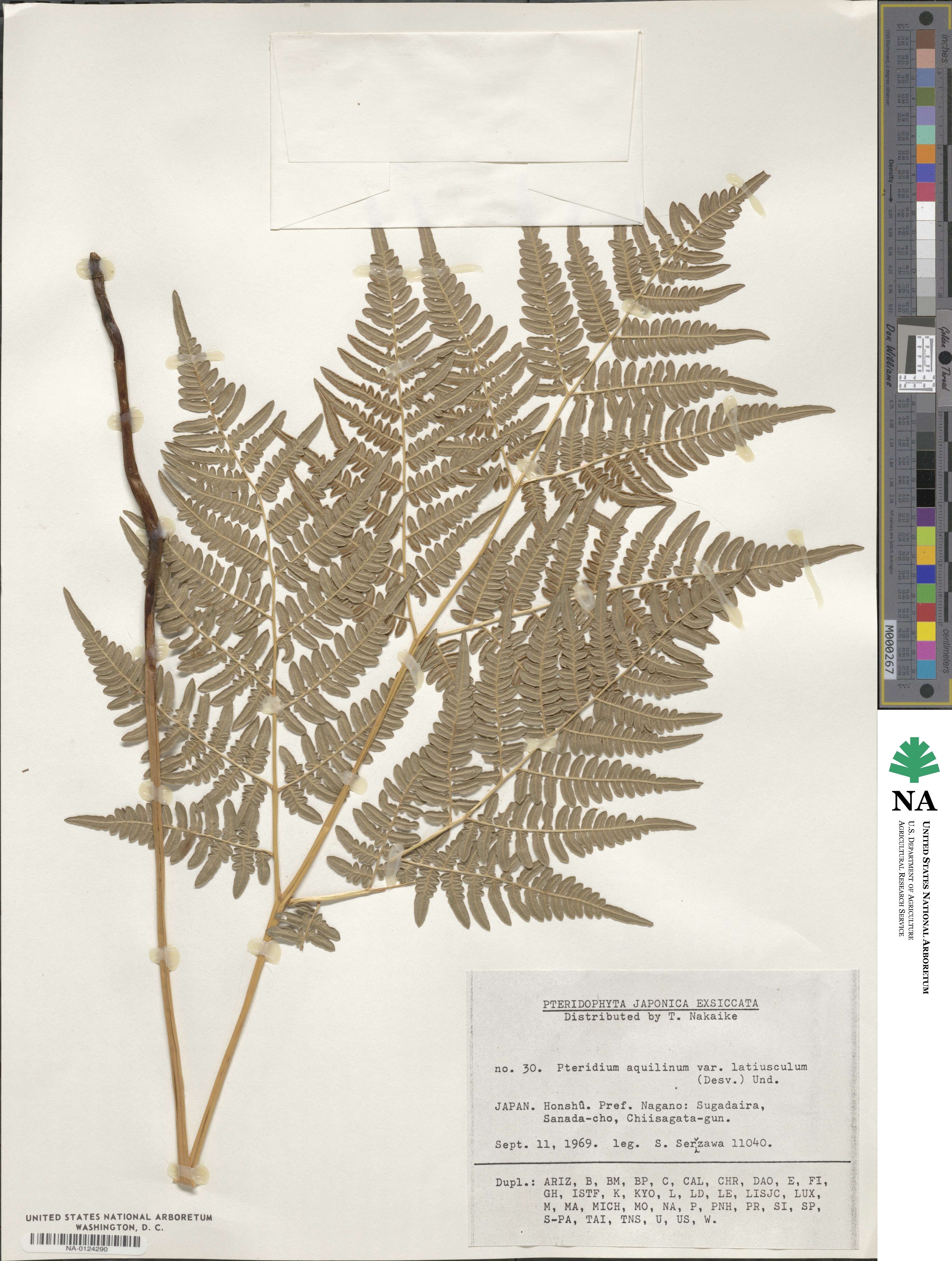 Pteridium aquilinum subsp. latiusculum image