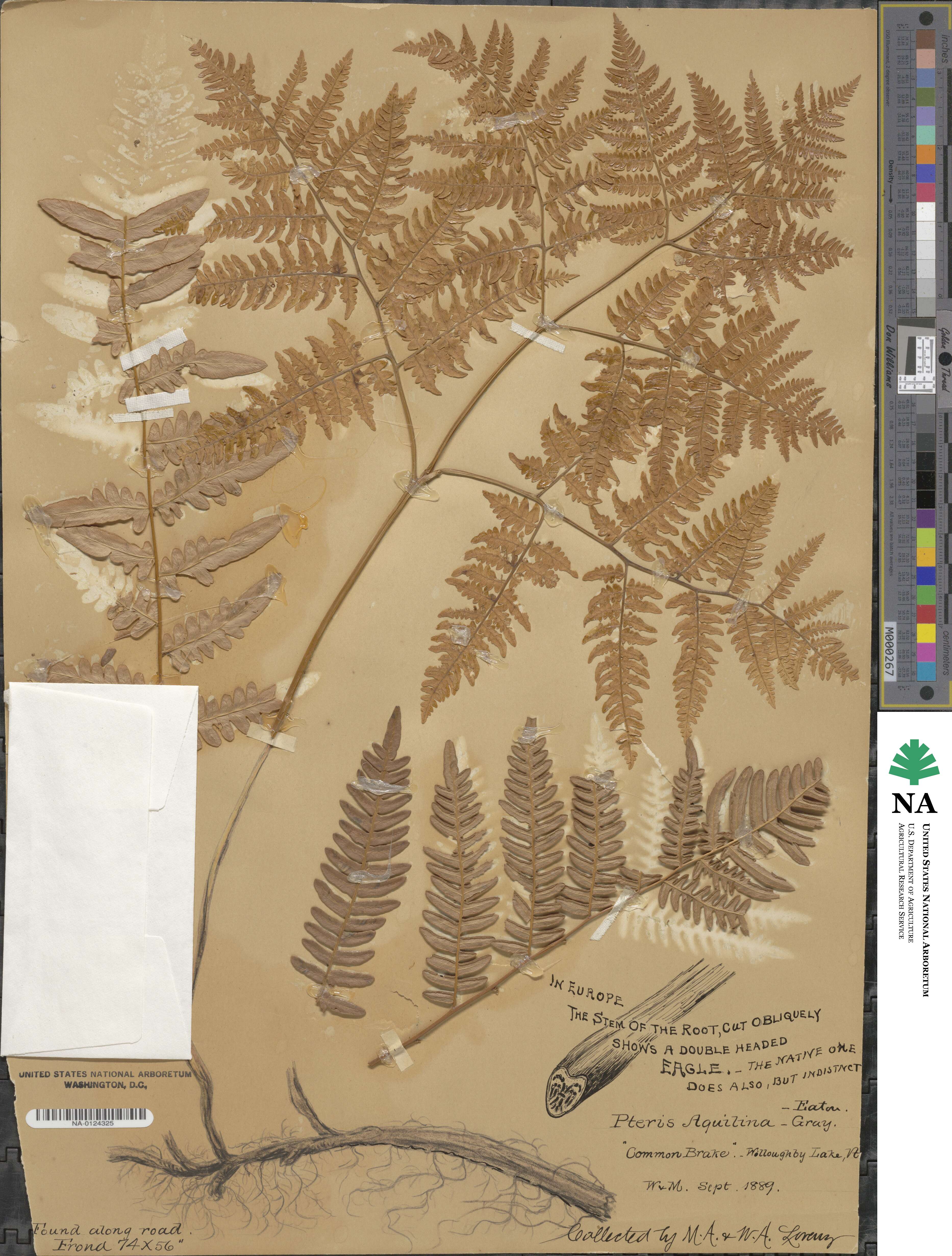 Pteridium image