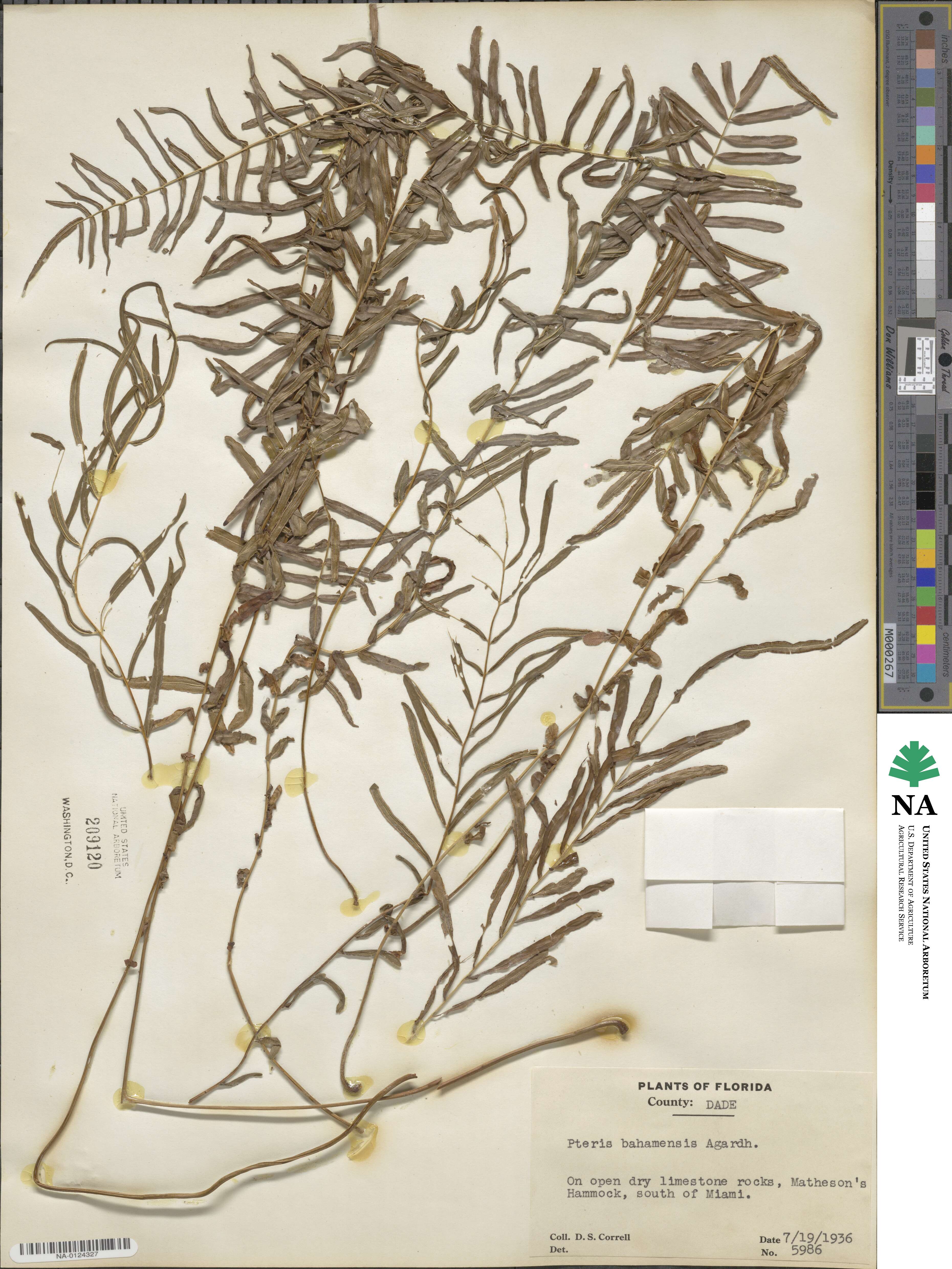 Pteris bahamensis image