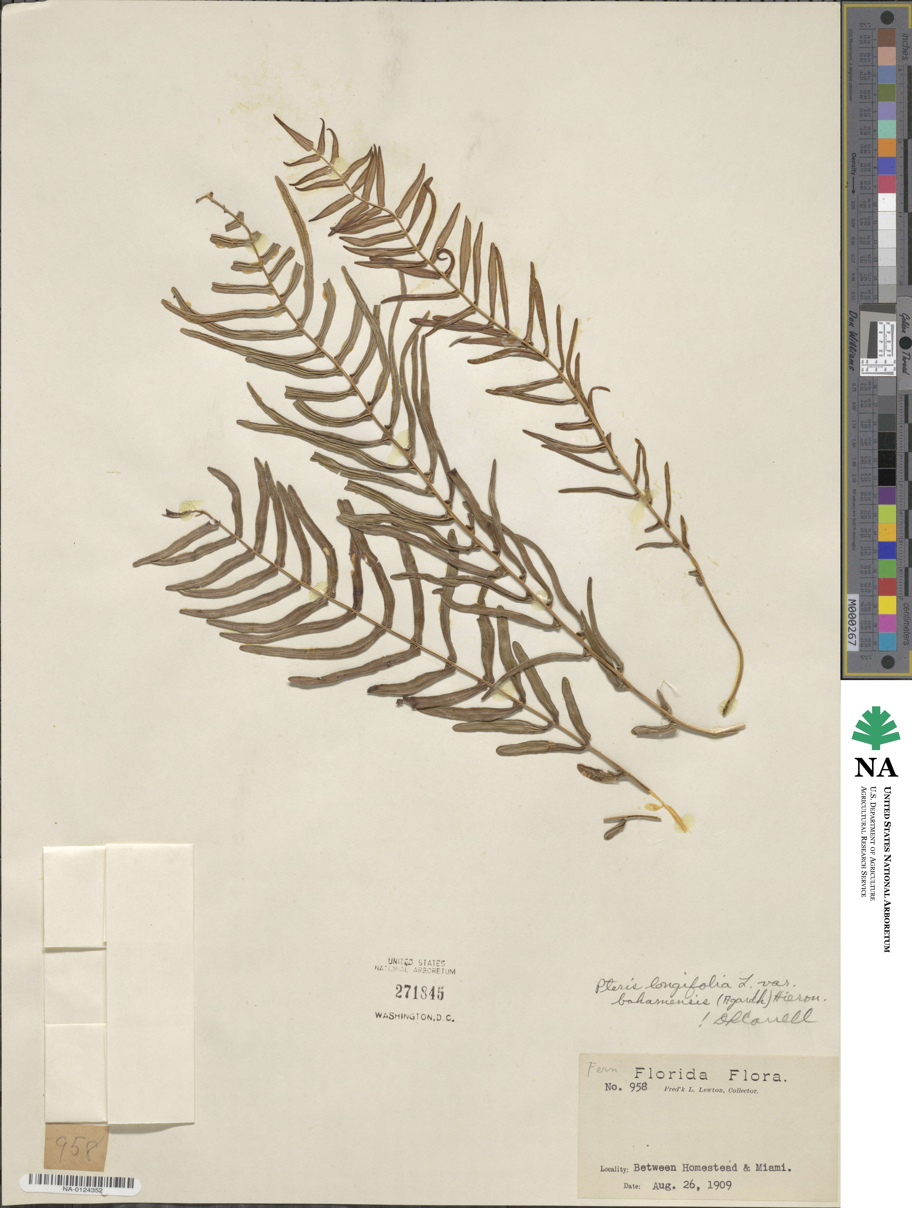 Pteris bahamensis image
