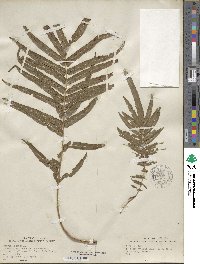 Pteris vittata image