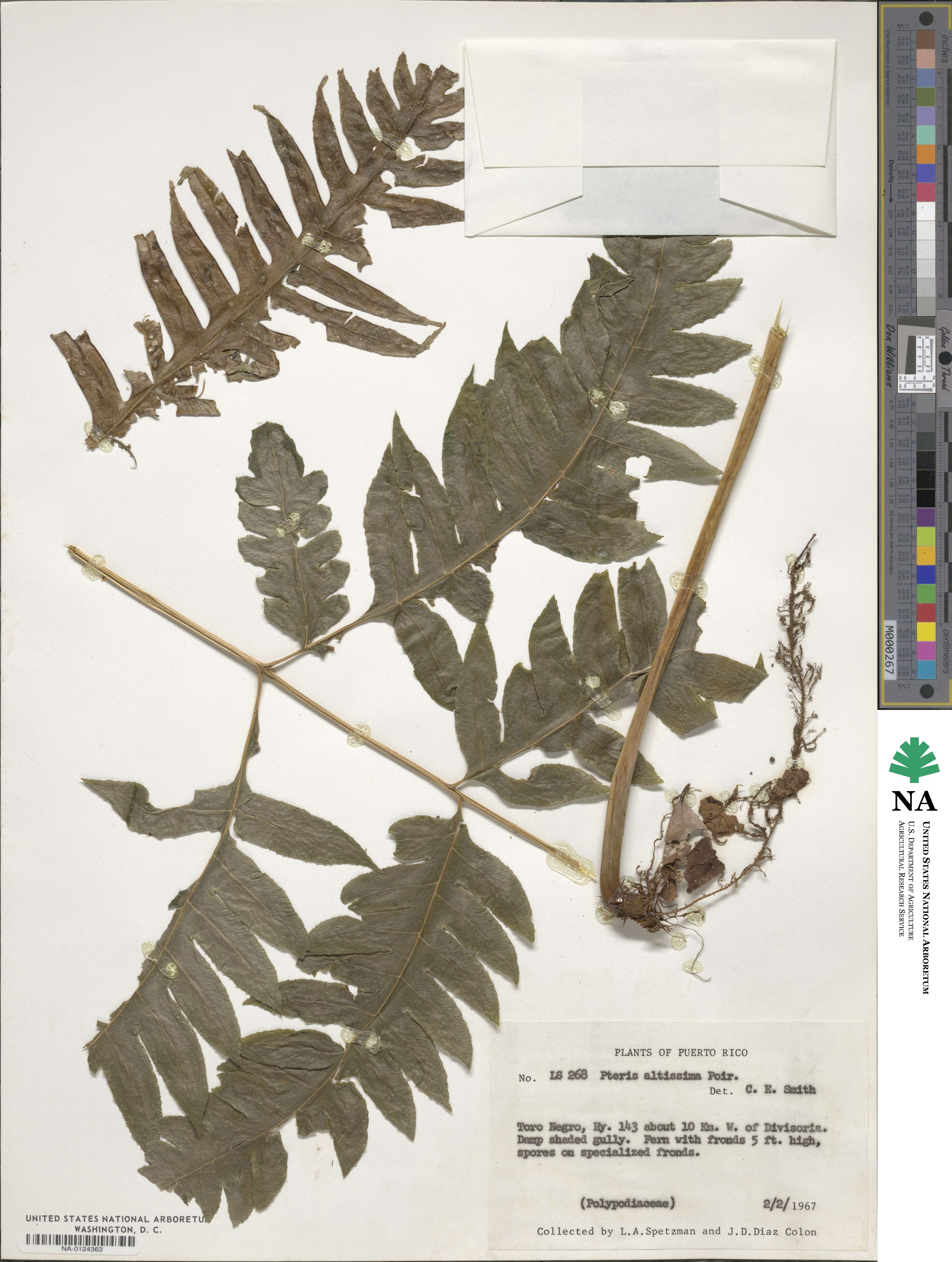 Pteris altissima image