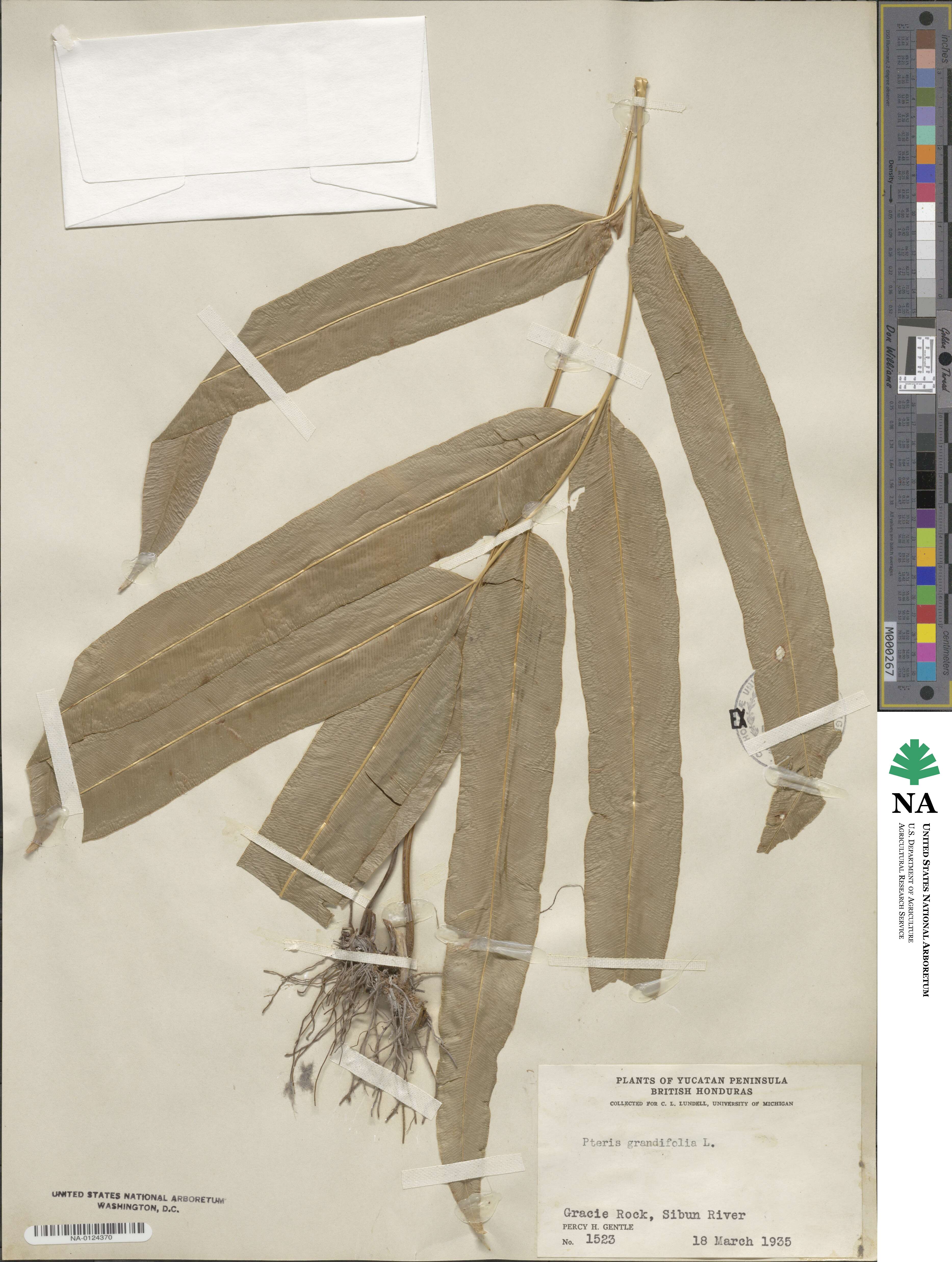 Pteris grandifolia image