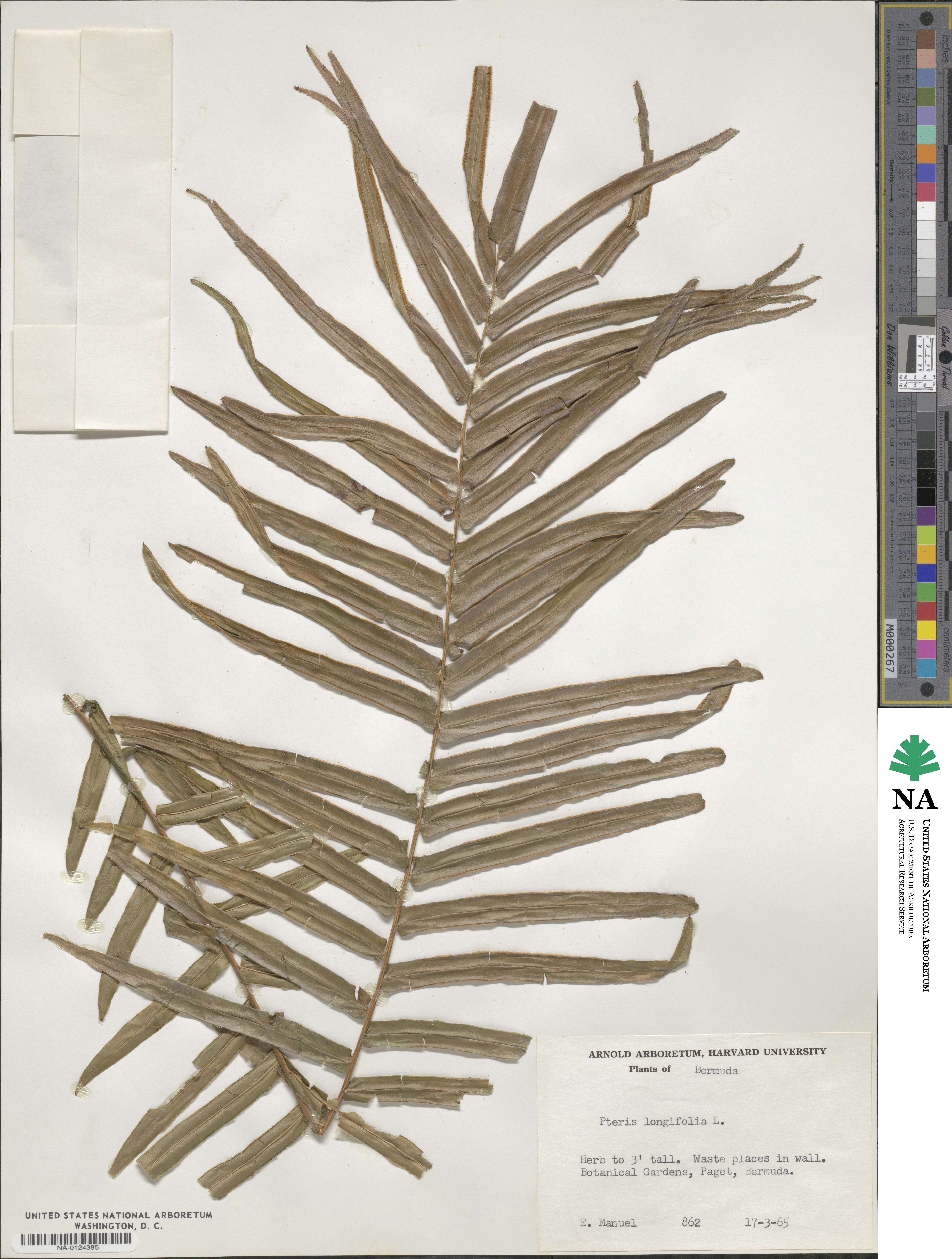 Pteris longifolia image