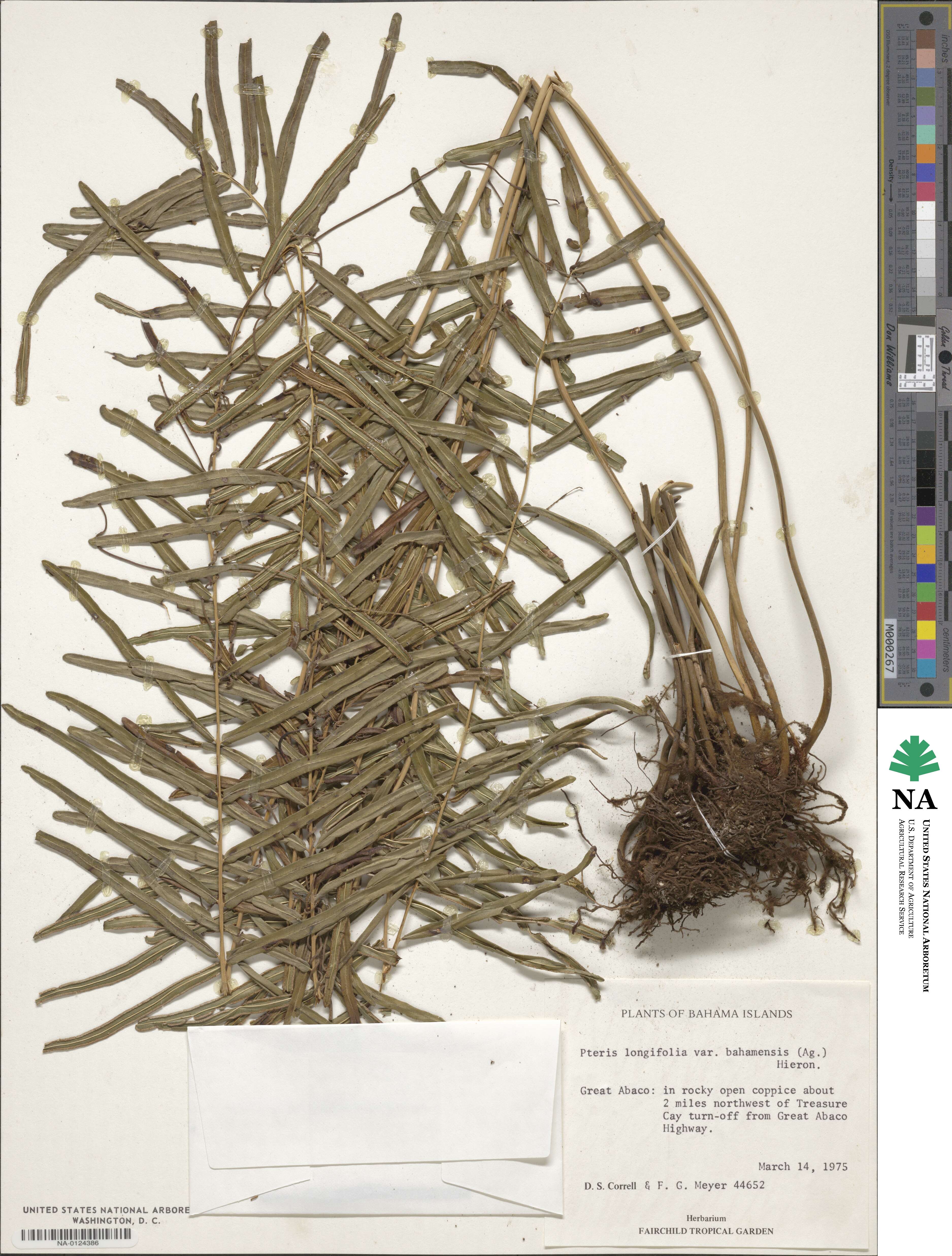 Pteris bahamensis image