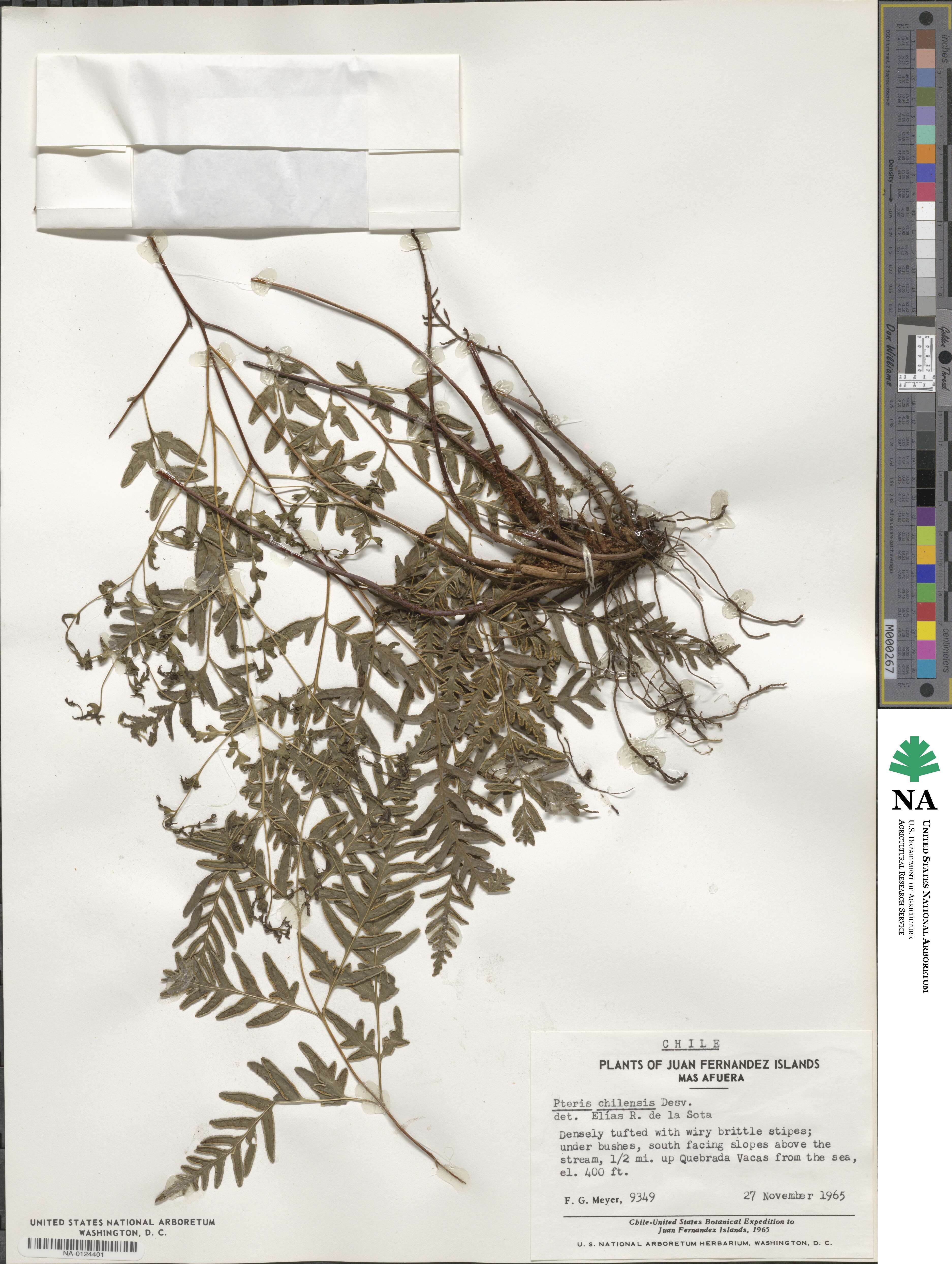 Pteris chilensis image