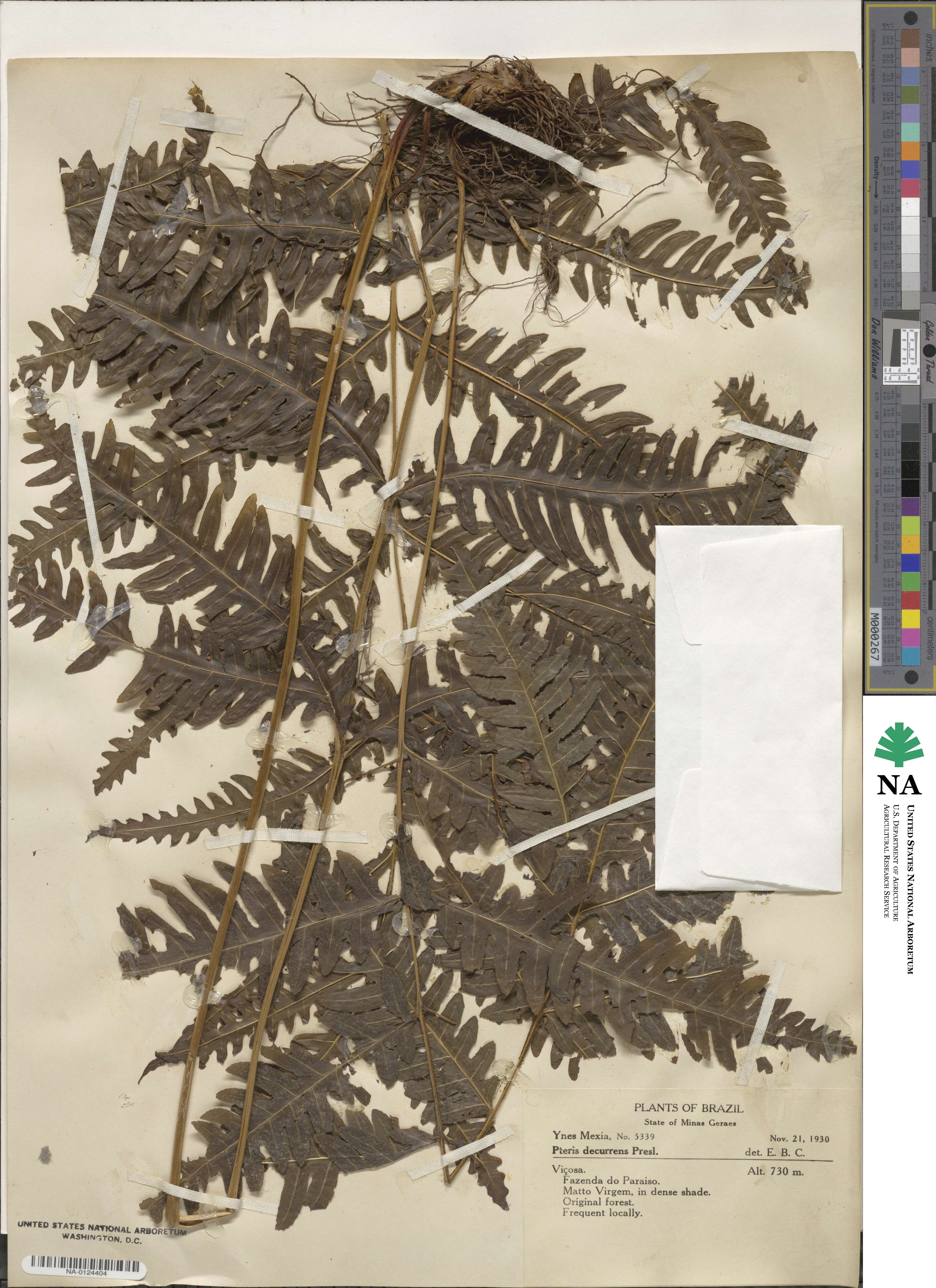 Pteris decurrens image