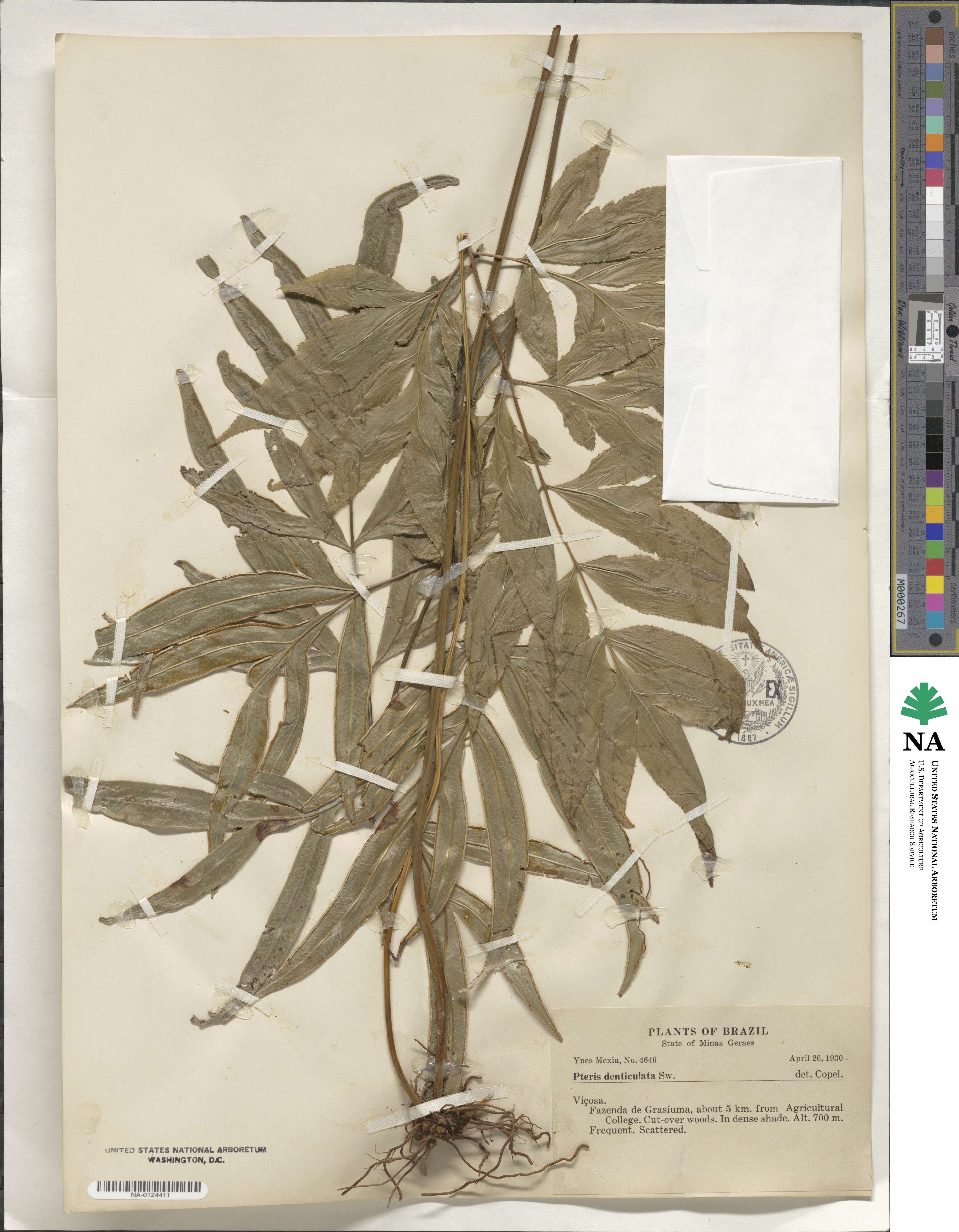 Pteris denticulata image