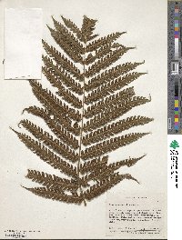 Pteris podophylla image