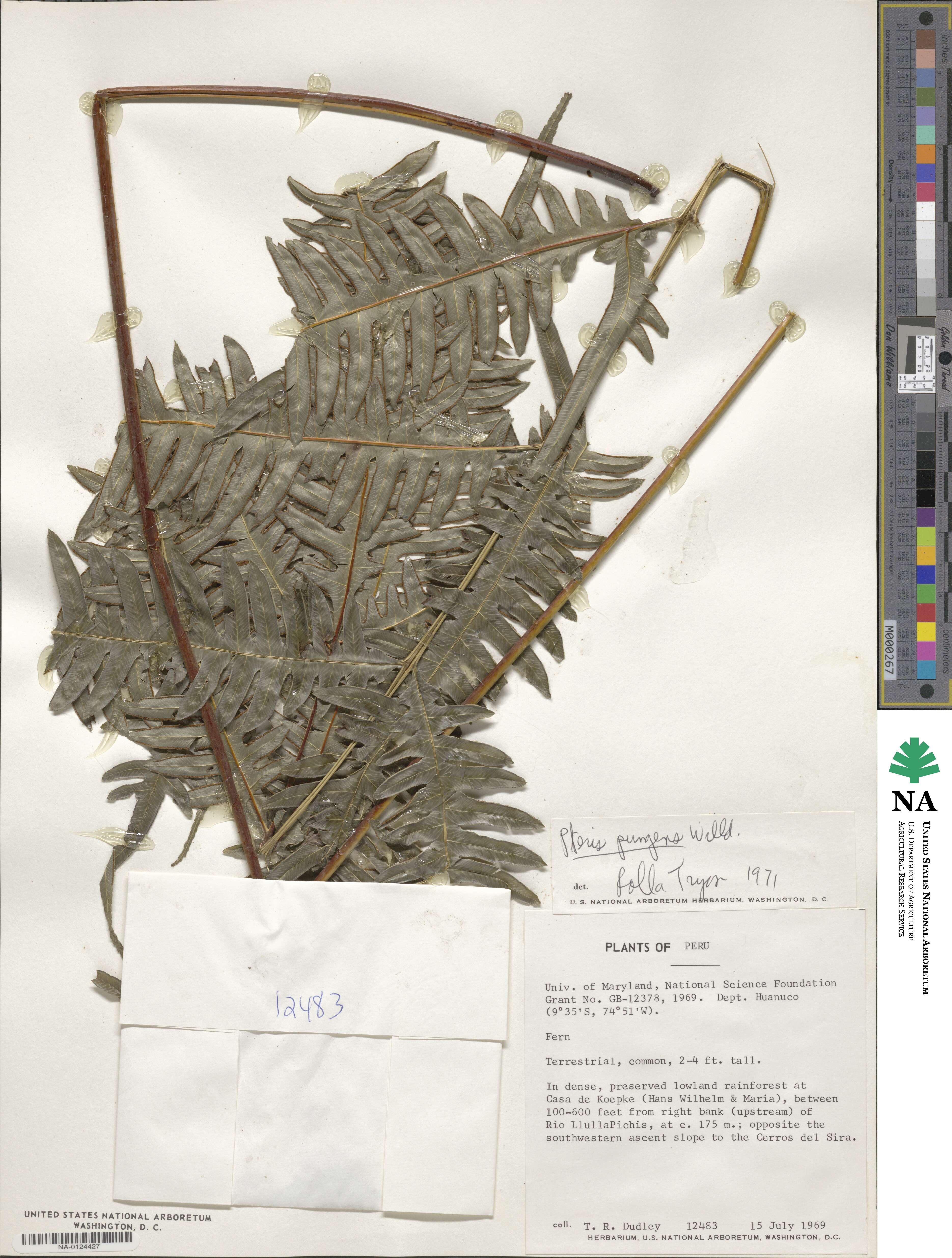 Pteris pungens image