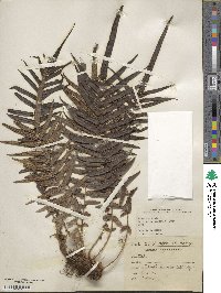 Pteris vittata image