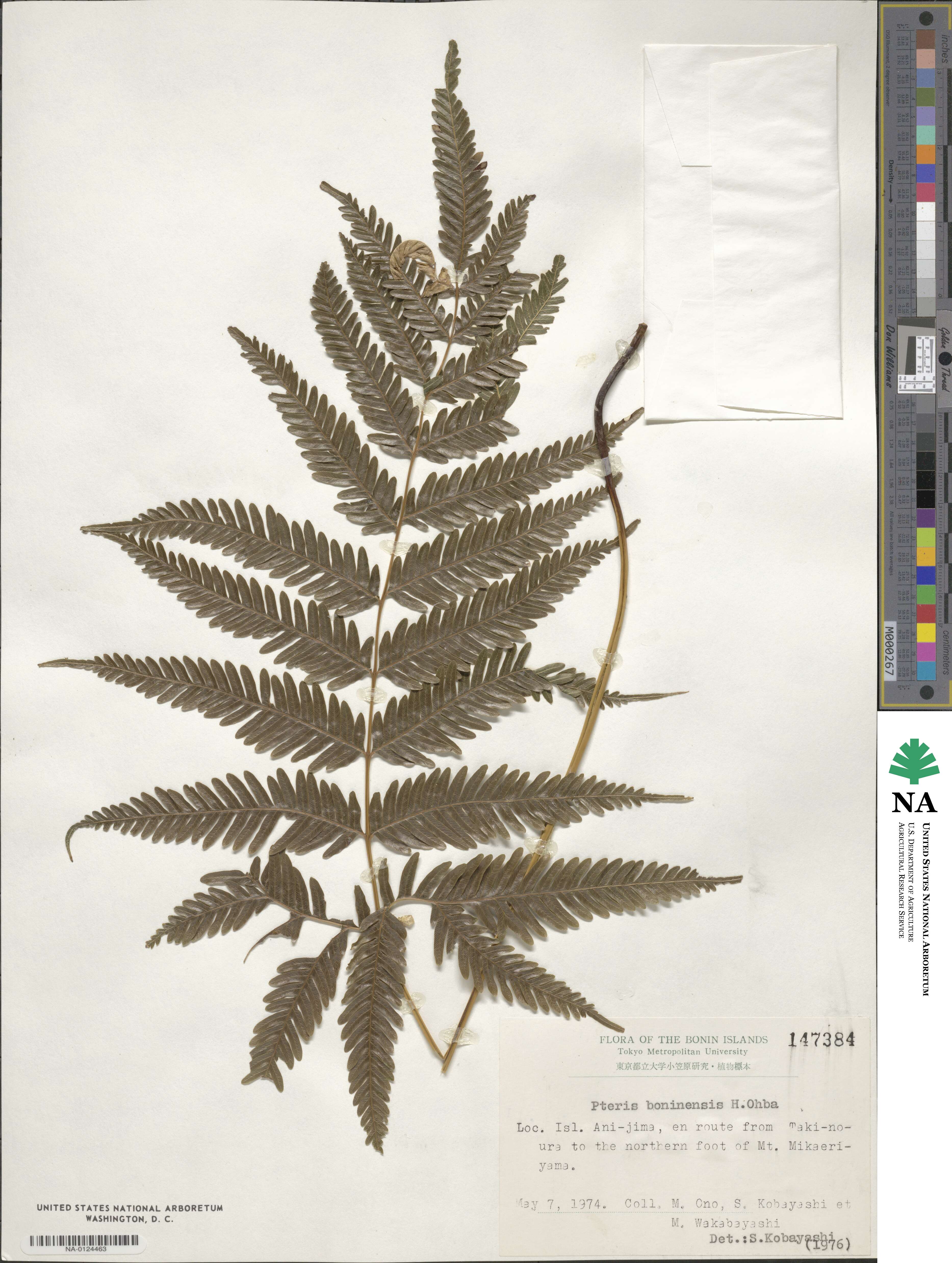 Pteris boninensis image
