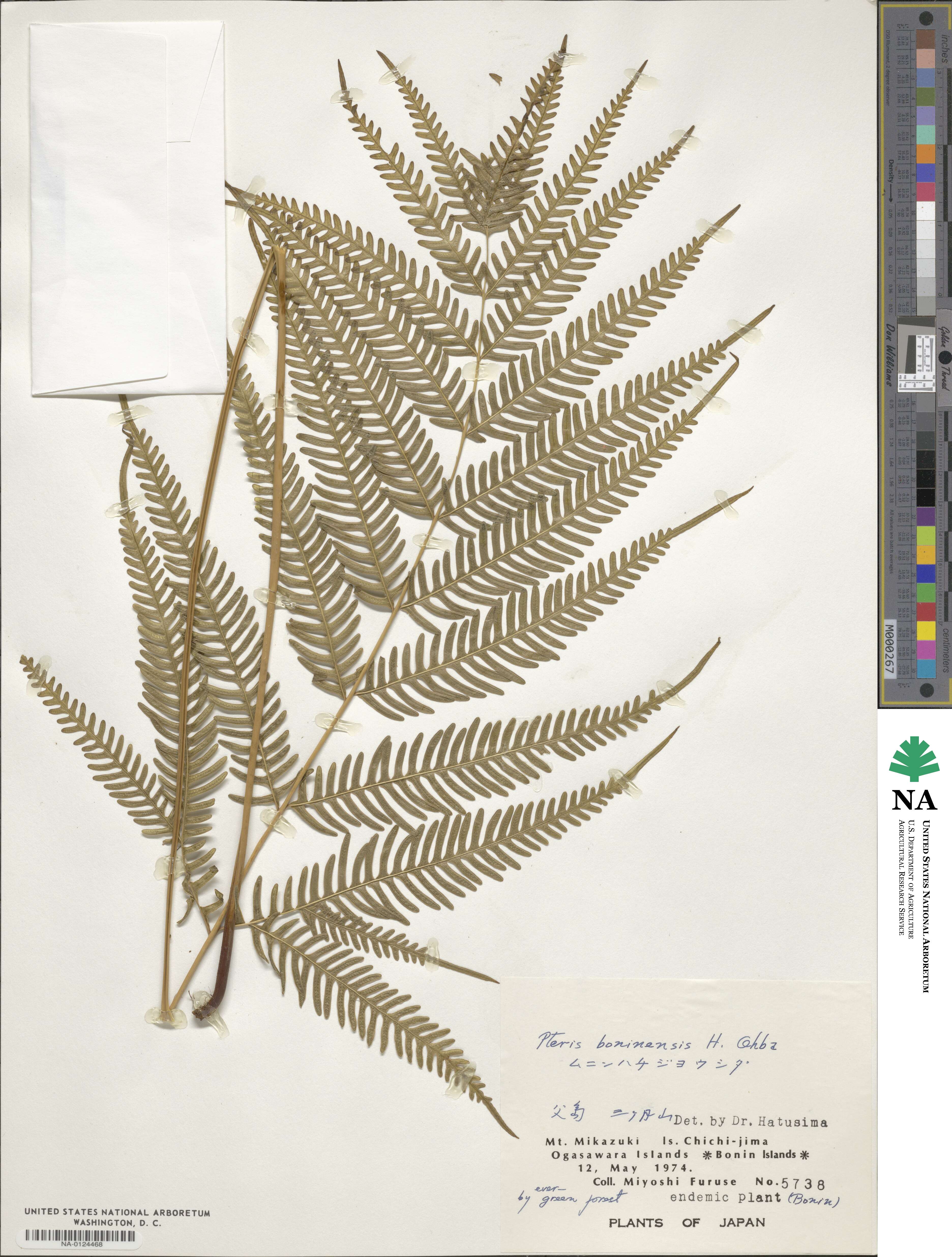 Pteris boninensis image