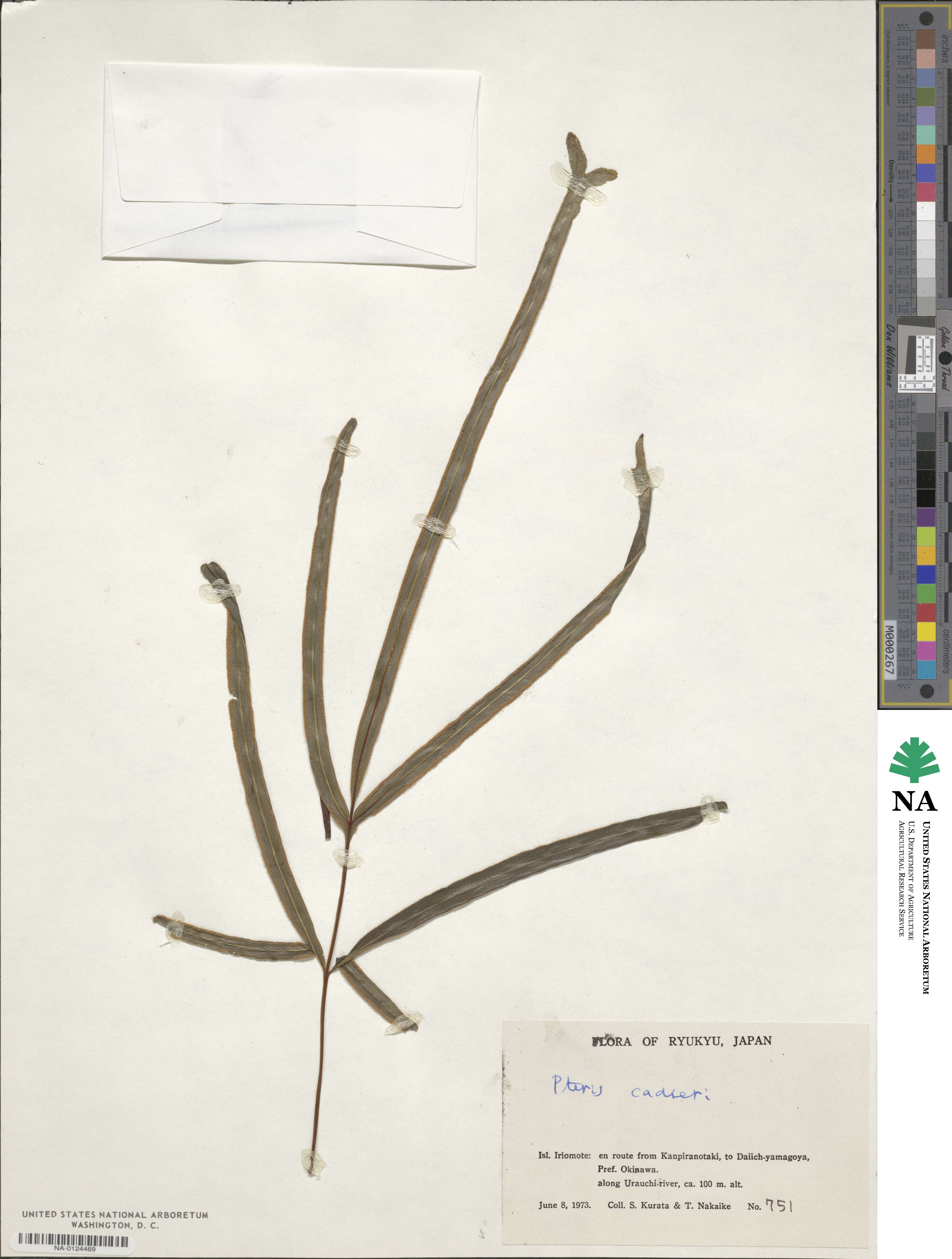Pteris cadieri image