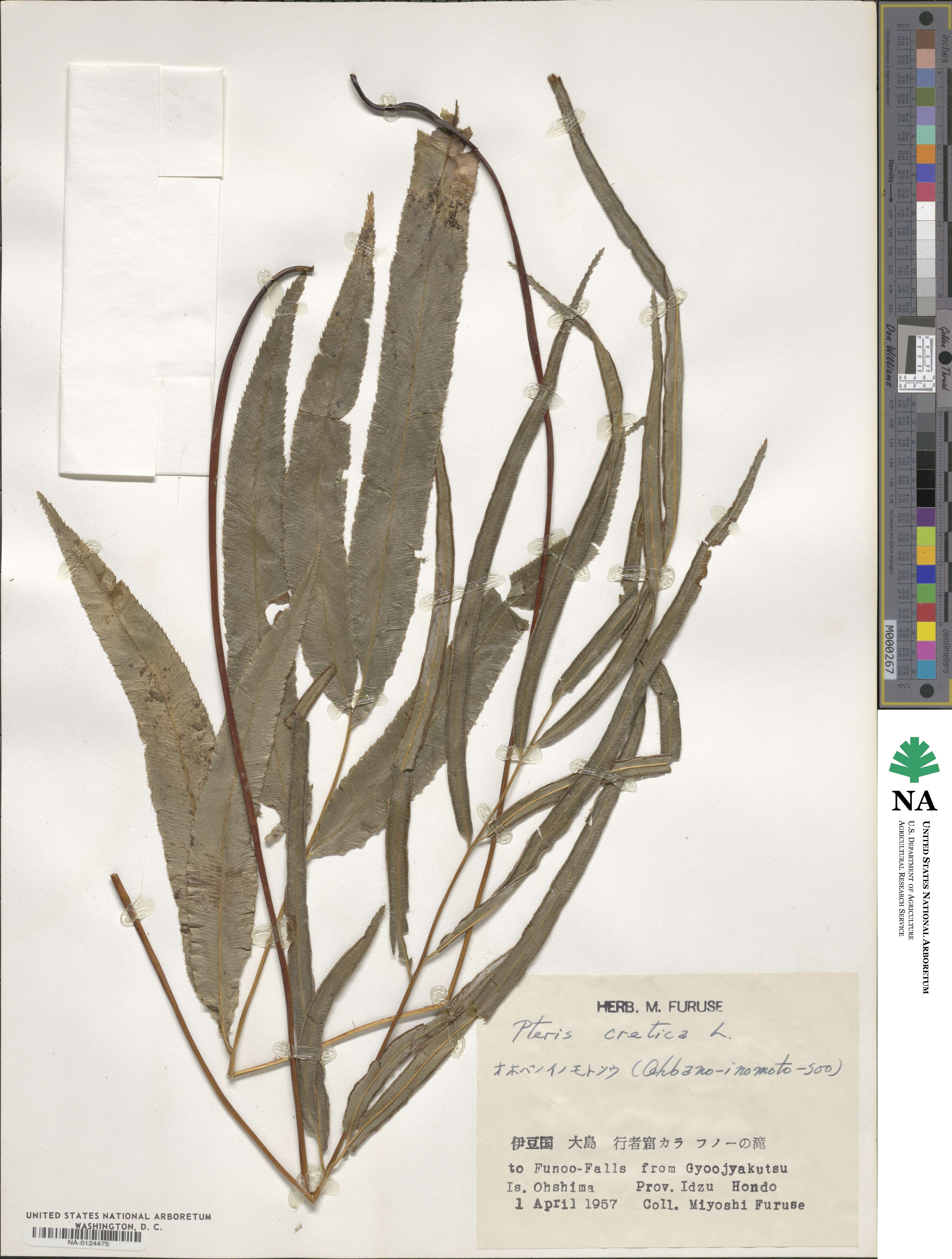 Pteris cretica image