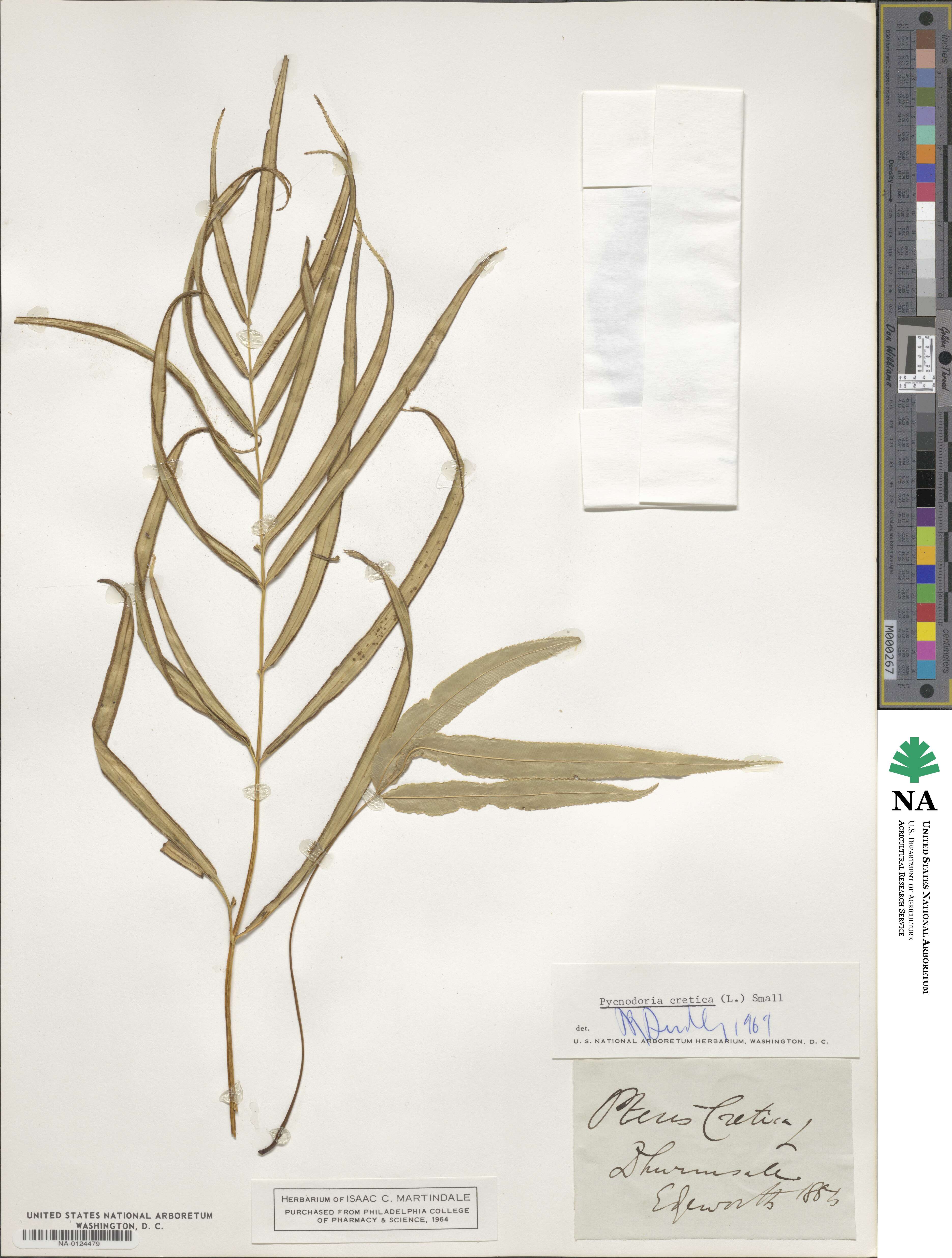 Pteris cretica image