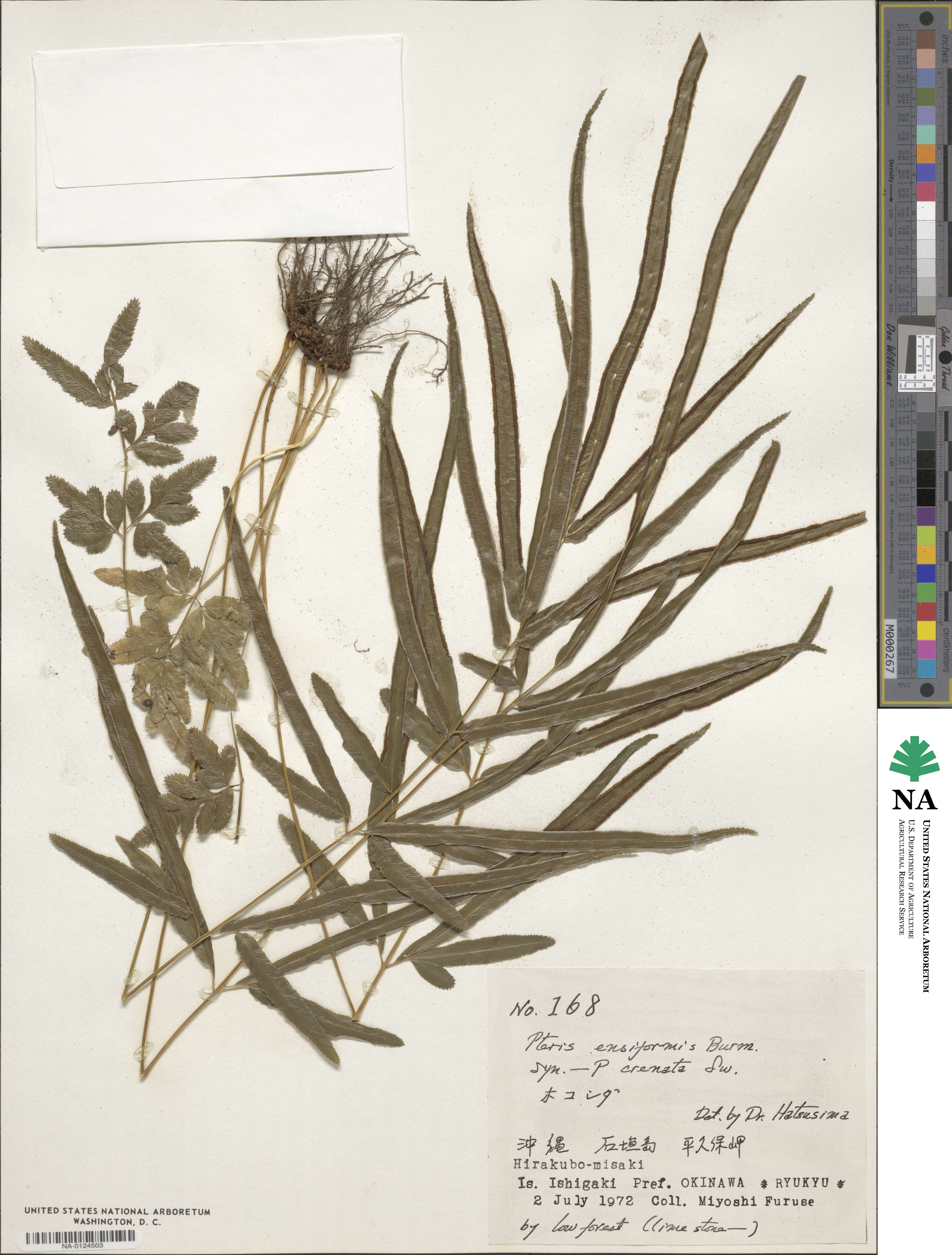 Pteris ensiformis image