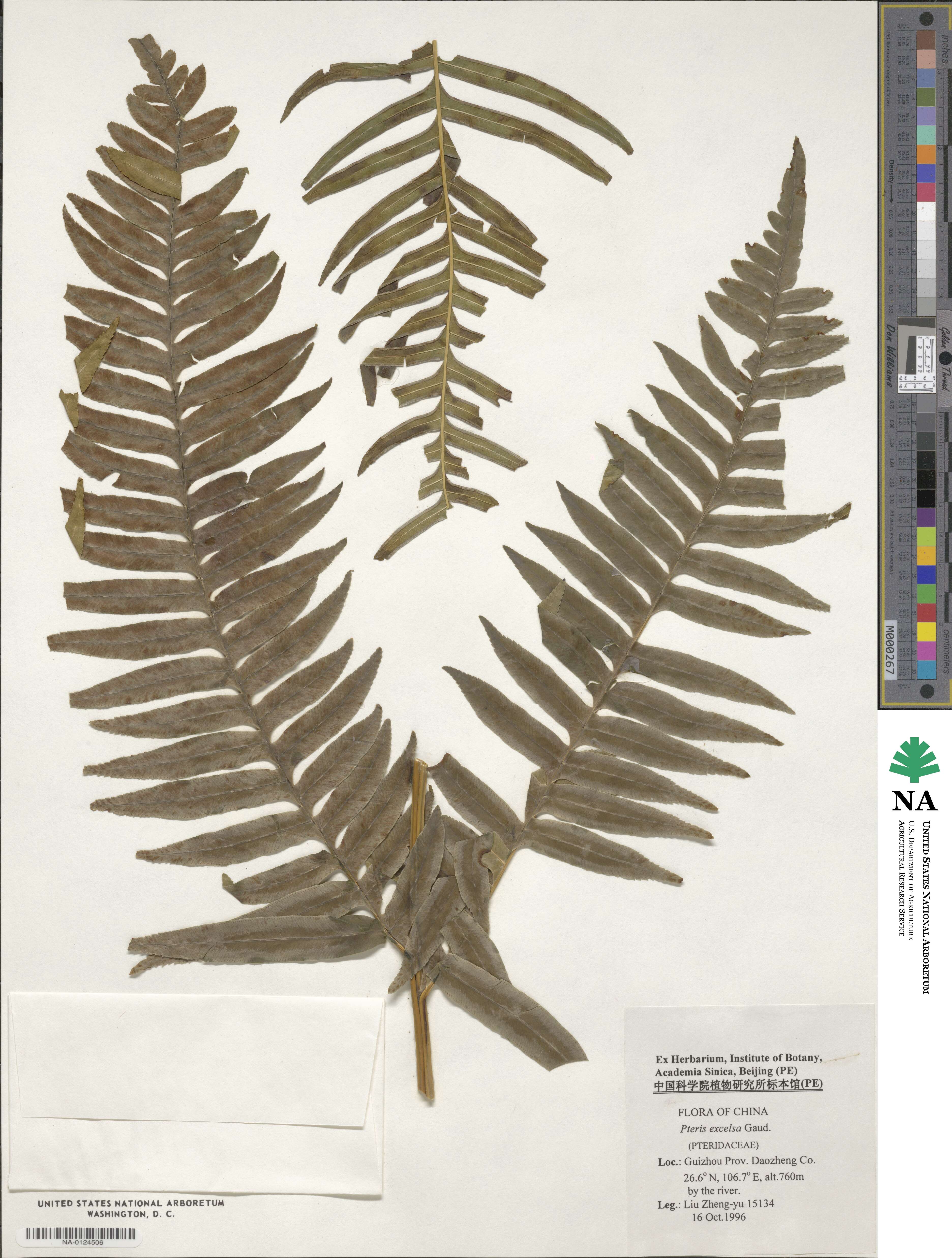 Pteris image