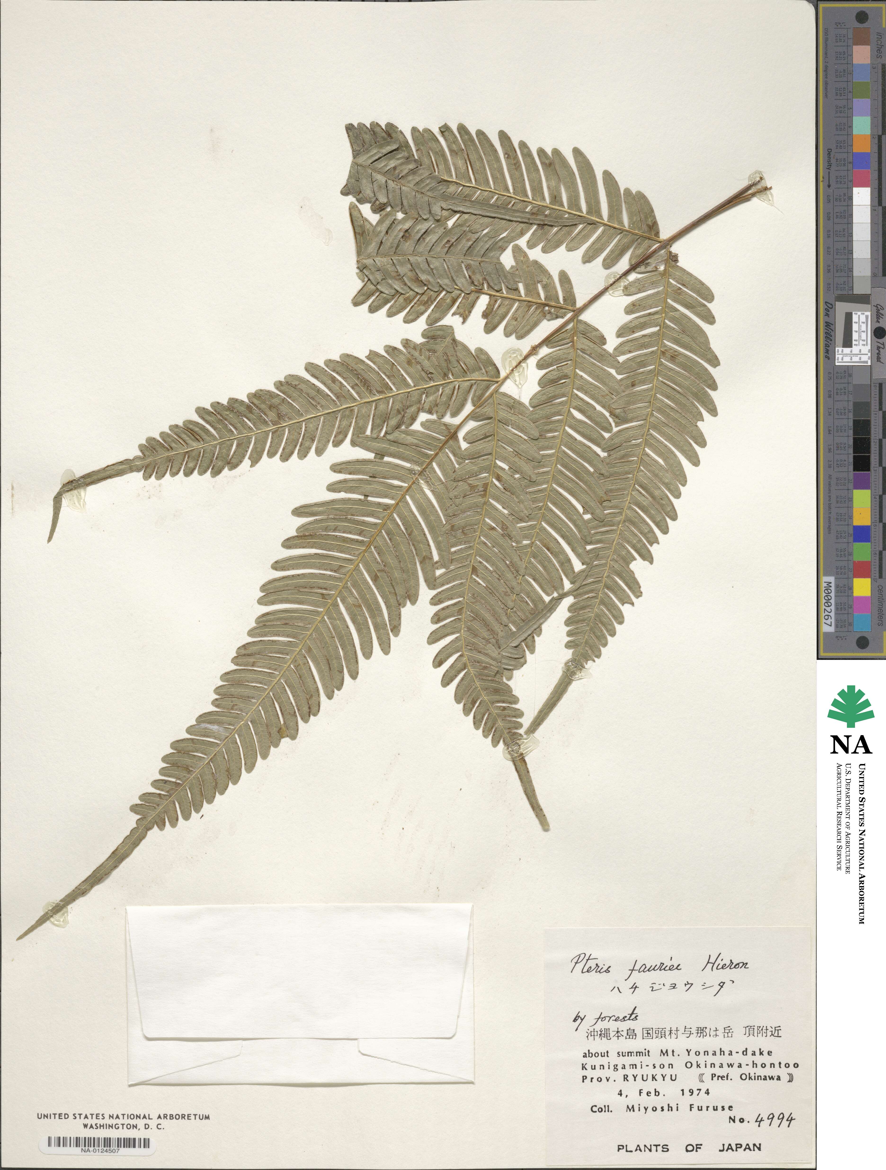 Pteris fauriei image