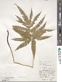 Pteris fauriei image
