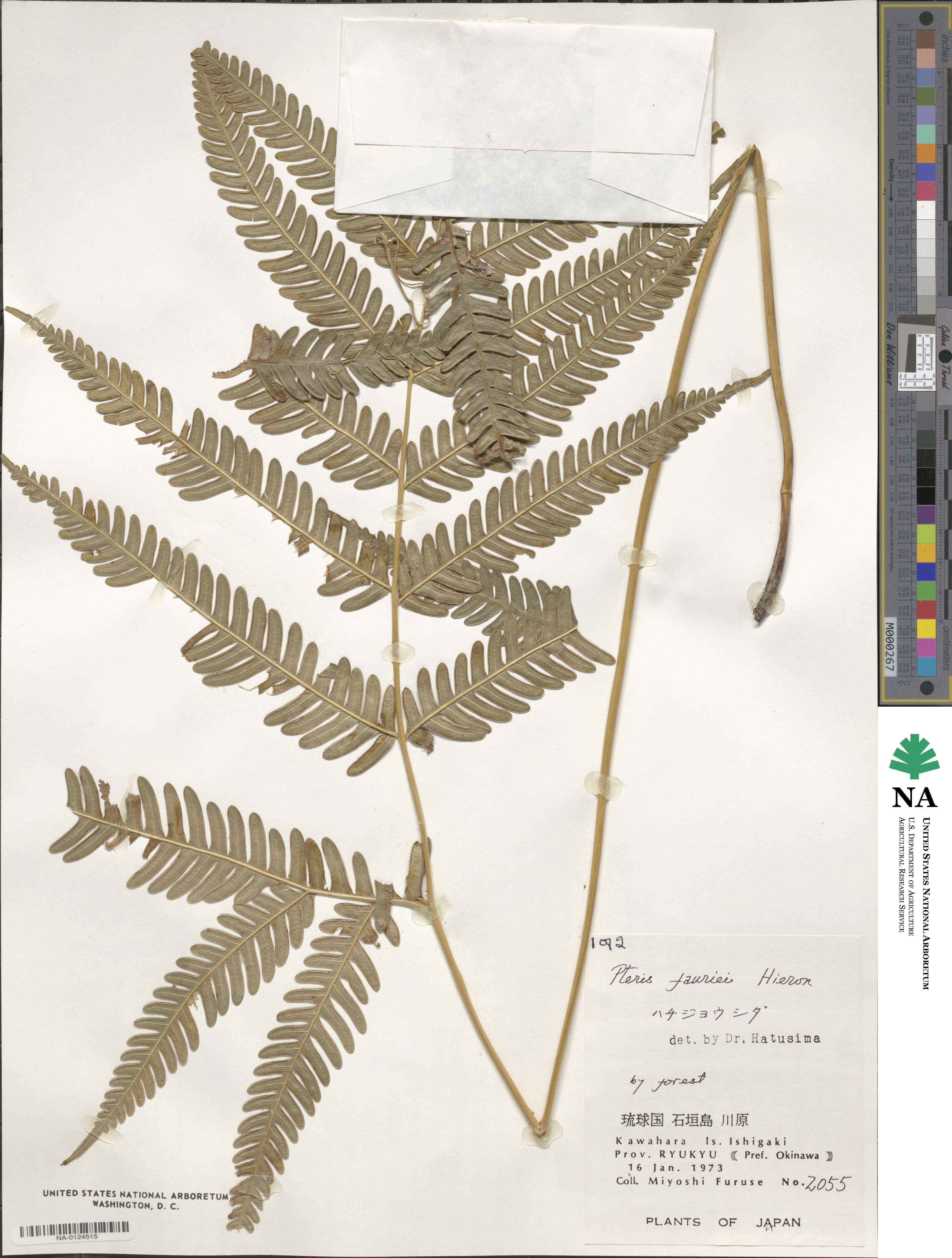 Pteris fauriei image